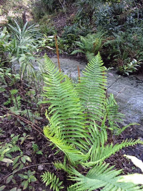 Cinnamon Fern (Osmundastrum Cinnamomea) — They prefer consistently moist, image 68
