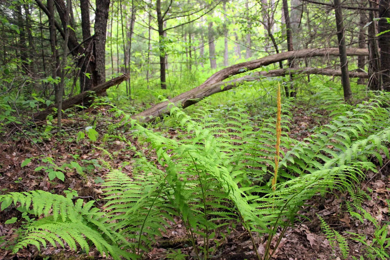 Cinnamon Fern (Osmundastrum Cinnamomea) — displaying the characteristic rusty-brown; cinnamon Ferns offer a touch of woodland charm to any garden, image 73