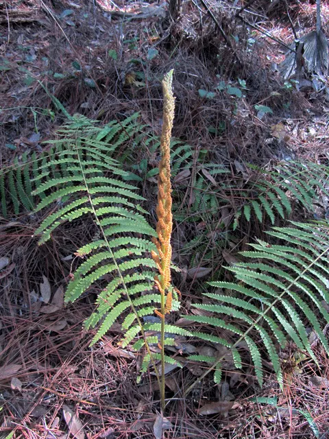 Cinnamon Fern (Osmundastrum Cinnamomea) — mature Cinnamon Ferns typically stand 2 to 5 feet tall and spread approximately 2 to 3 feet wide; deciduous perennial