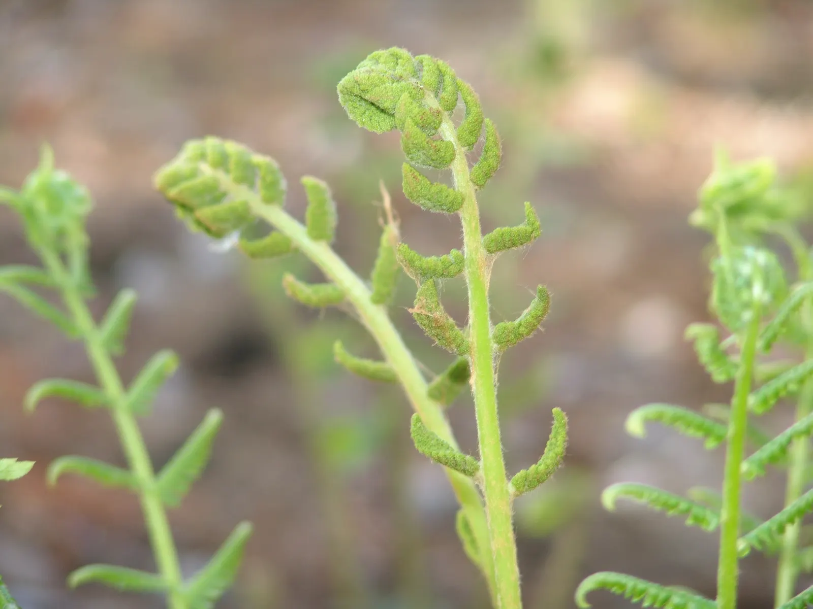 Cinnamon Fern (Osmundastrum Cinnamomea) — scientifically known as Osmundastrum cinnamomeum; demonstrating an adaptable resilience to a variety of