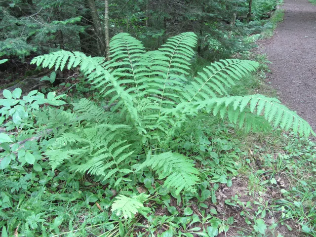 Cinnamon Fern (Osmundastrum Cinnamomea) — acidic soil with ample organic matter and exhibit optimal growth in partial to full shade