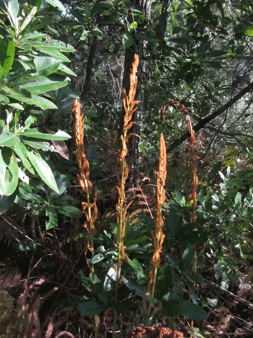 Cinnamon Fern (Osmundastrum Cinnamomea) — Care should be taken to avoid direct sunlight; is a robust perennial fern up to 5 feet tall, image 70