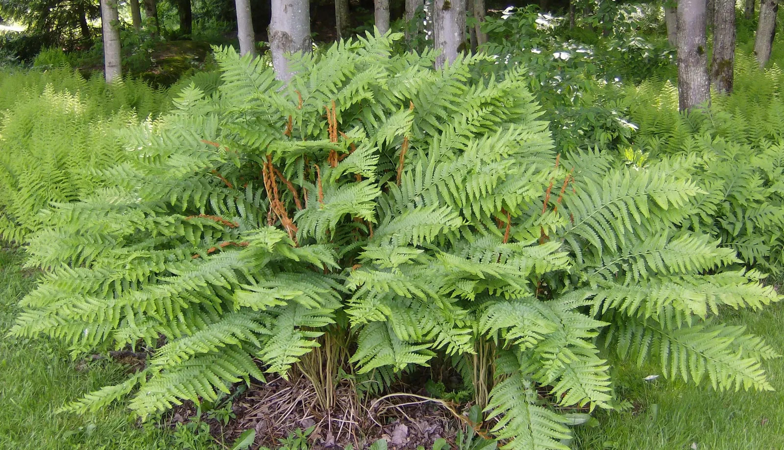 Cinnamon Fern (Osmundastrum Cinnamomea) — They prefer consistently moist, image 41
