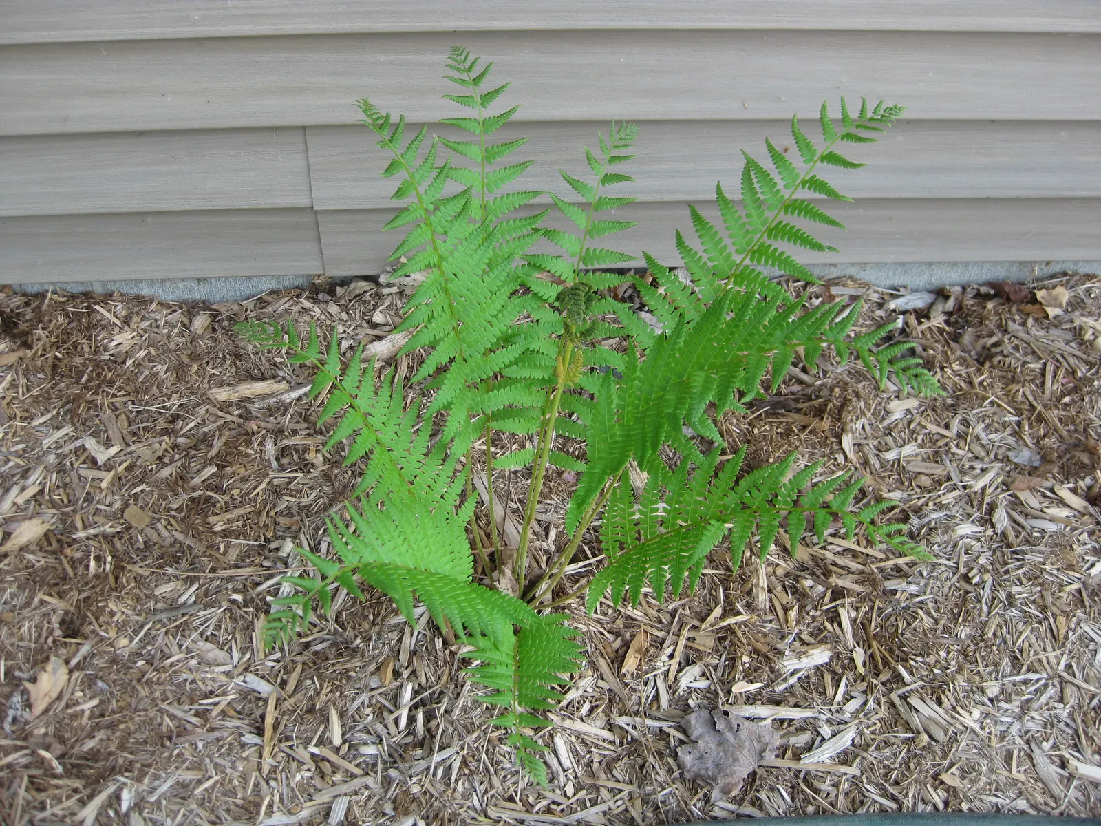 Cinnamon Fern (Osmundastrum Cinnamomea) — scientifically known as Osmundastrum cinnamomeum; demonstrating an adaptable resilience to a variety of, image 114