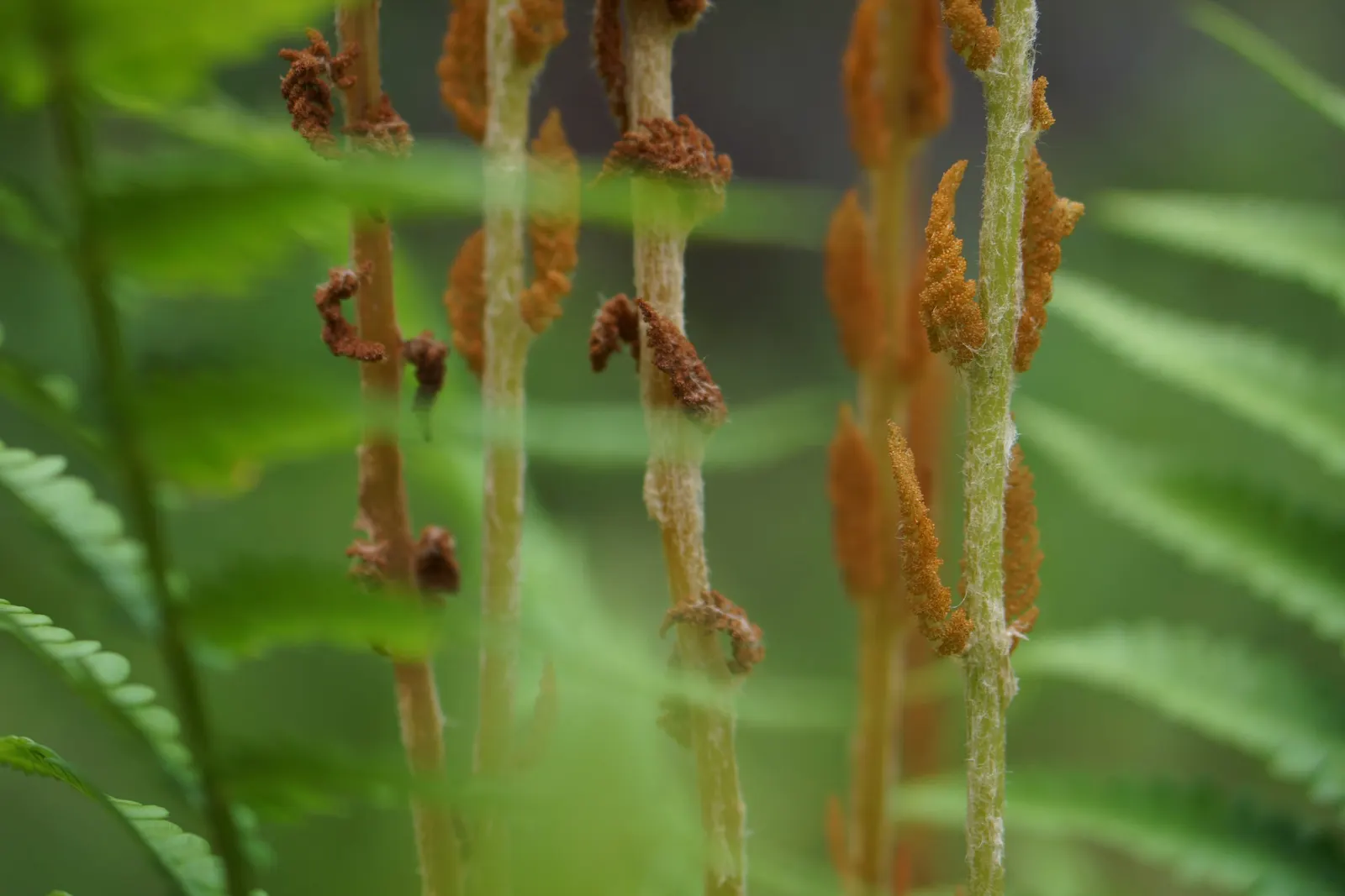 Cinnamon Fern (Osmundastrum Cinnamomea) — is a robust perennial fern up to 5 feet tall; this fern provides textured greenery and enjoys partial to full shade