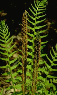 Cinnamon Fern (Osmundastrum Cinnamomea) — Preferring moist, acidic soil, it thrives in USDA hardiness zones 4-9; the fertile fronds emerge erect in, image 111