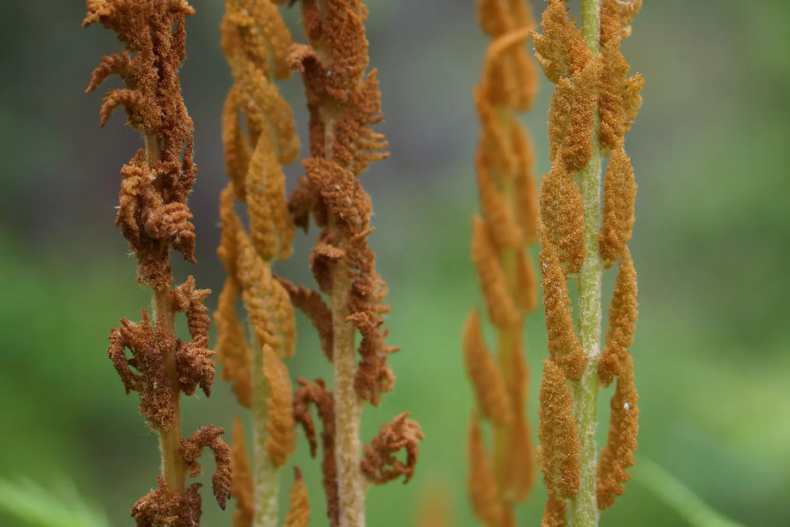 Cinnamon Fern (Osmundastrum Cinnamomea) — characterized by its striking reproductive fronds which turn a cinnamon color late spring