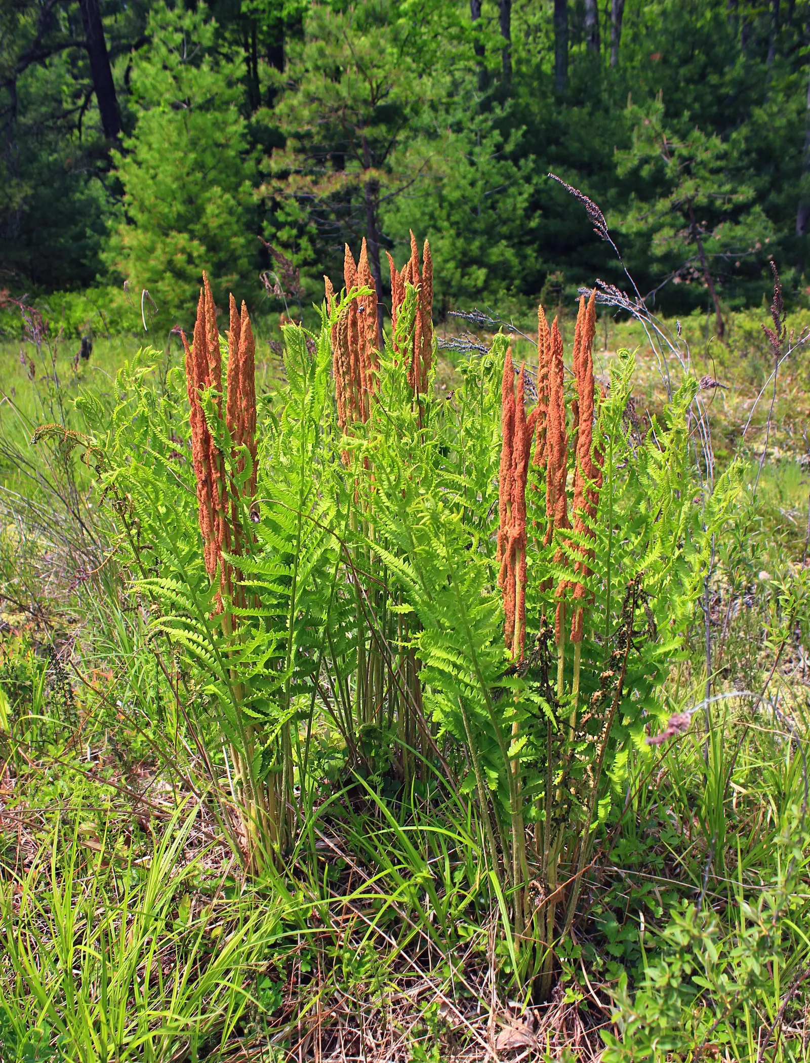 Cinnamon Fern (Osmundastrum Cinnamomea) — consider planting in groups or as a backdrop to flowering plants for contrasting textures and colors; preferring