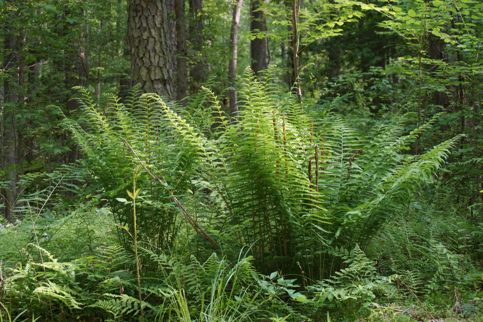 Cinnamon Fern (Osmundastrum Cinnamomea) — Care should be taken to avoid direct sunlight; is a robust perennial fern up to 5 feet tall, image 97