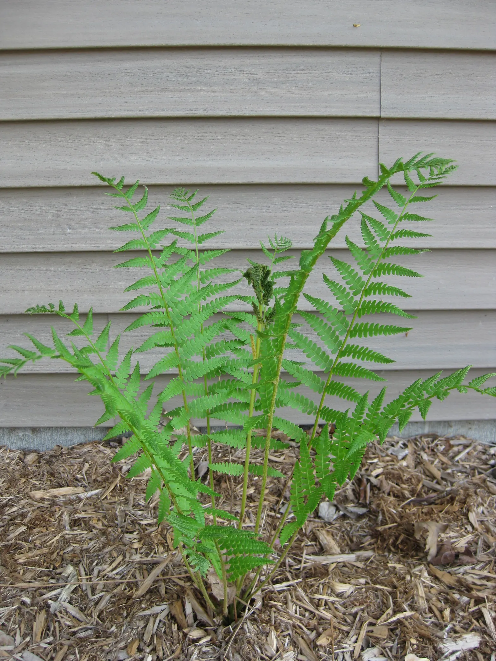 Cinnamon Fern (Osmundastrum Cinnamomea) — When integrating them into a landscape, image 104