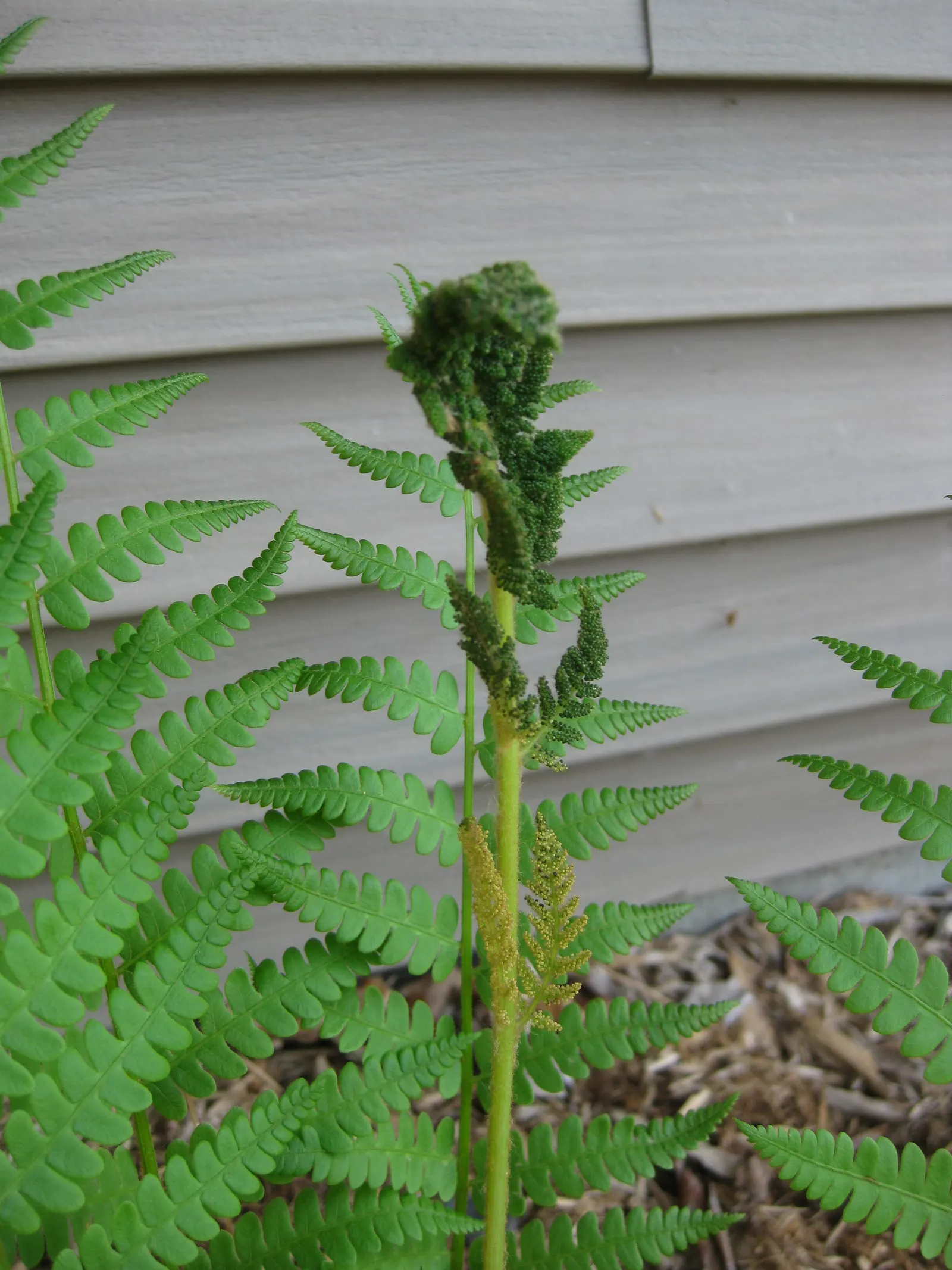 Cinnamon Fern (Osmundastrum Cinnamomea) — making it an ideal choice for woodland gardens and naturalized areas, image 86