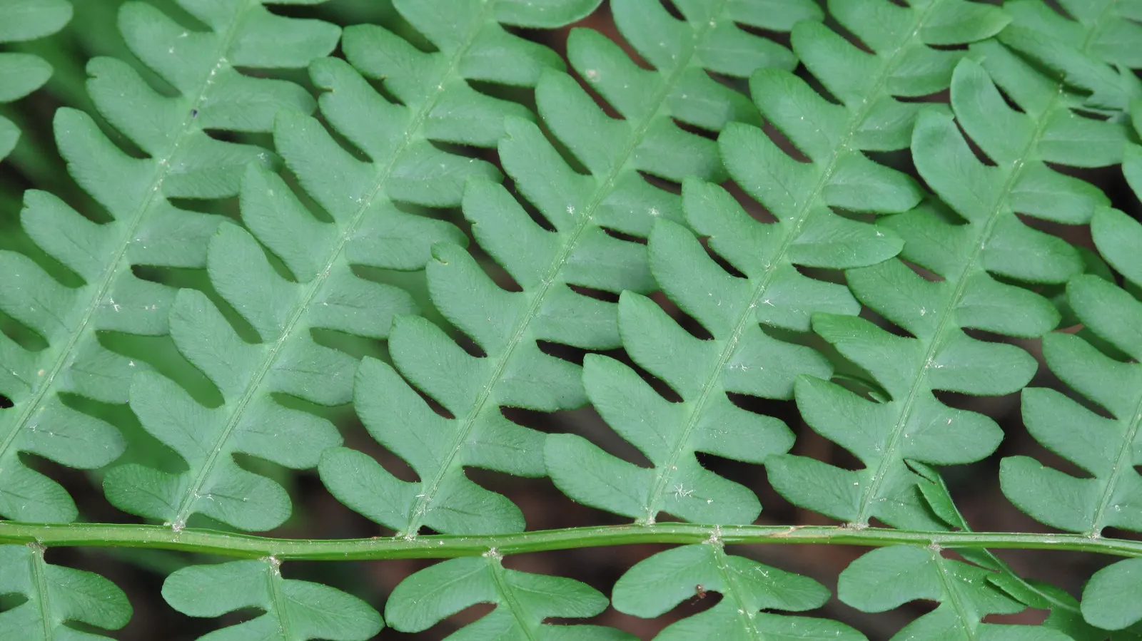 Cinnamon Fern (Osmundastrum Cinnamomea) — cinnamon-stick like bundles of sporangia that give the plant its common name; characterized by its, image 101