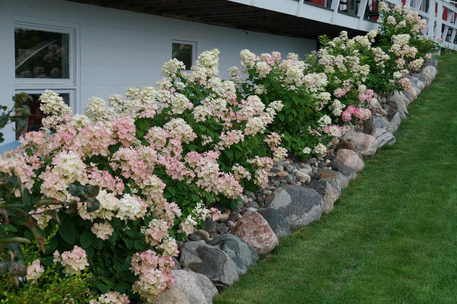 Fire Light® Panicle Hydrangea (Hydrangea paniculata) — is an upright shrub with huge creamy white panicles that blush pink and deepen to vivid red