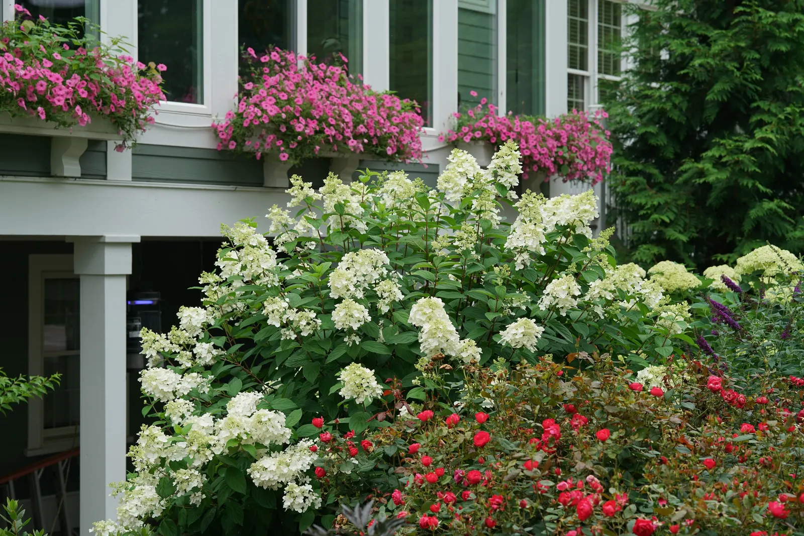Fire Light® Panicle Hydrangea (Hydrangea paniculata) — Plant in sun to part sun in average, well-drained soil; avoid soggy sites and mulch roots for steady