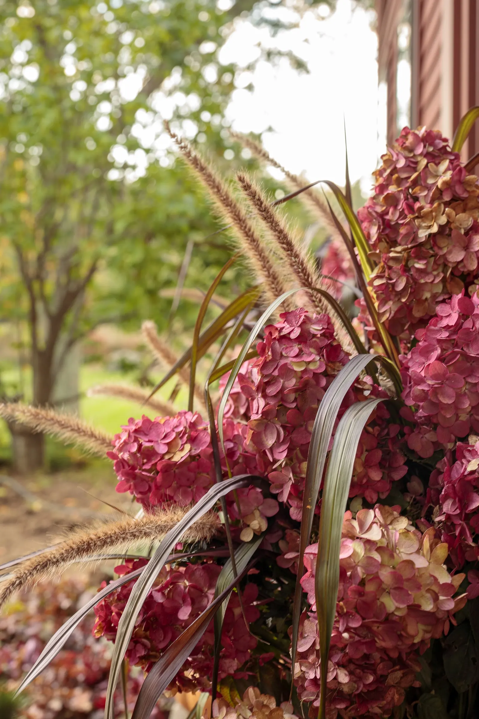 Fire Light® Panicle Hydrangea (Hydrangea paniculata) — commonly referred to as Fire Light® Panicle Hydrangea