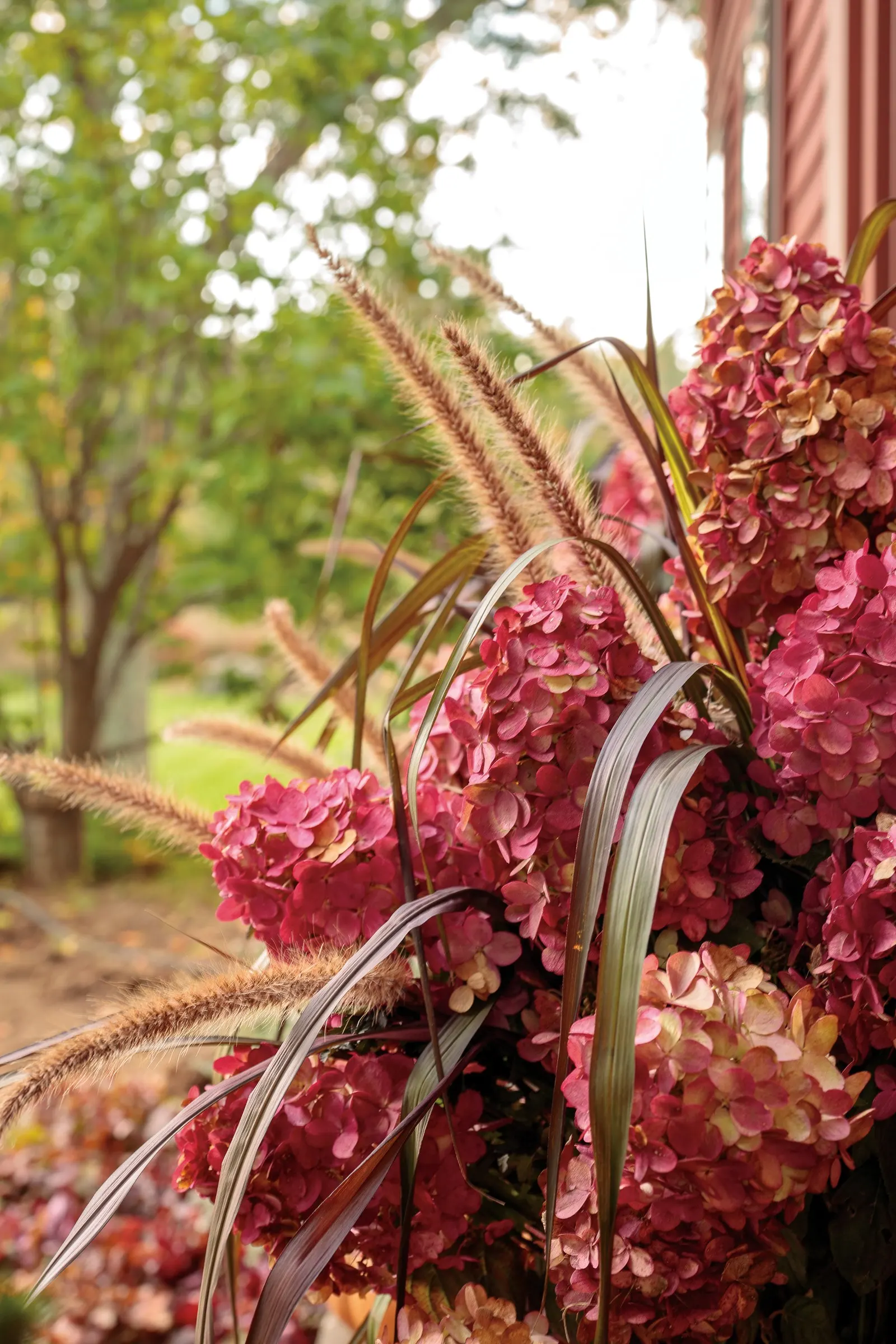 Fire Light® Panicle Hydrangea (Hydrangea paniculata) — typically reaching 6 to 8 feet tall and wide with a naturally upright habit