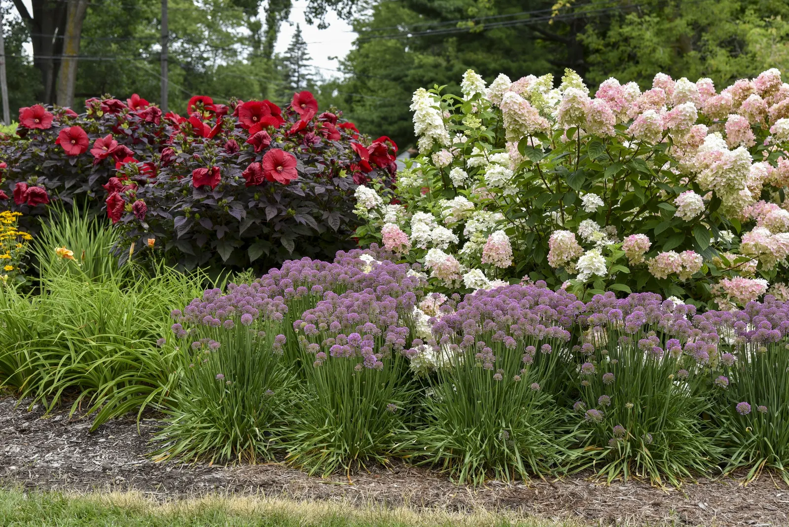 Fire Light® Panicle Hydrangea (Hydrangea paniculata) — The effect is lush and painterly