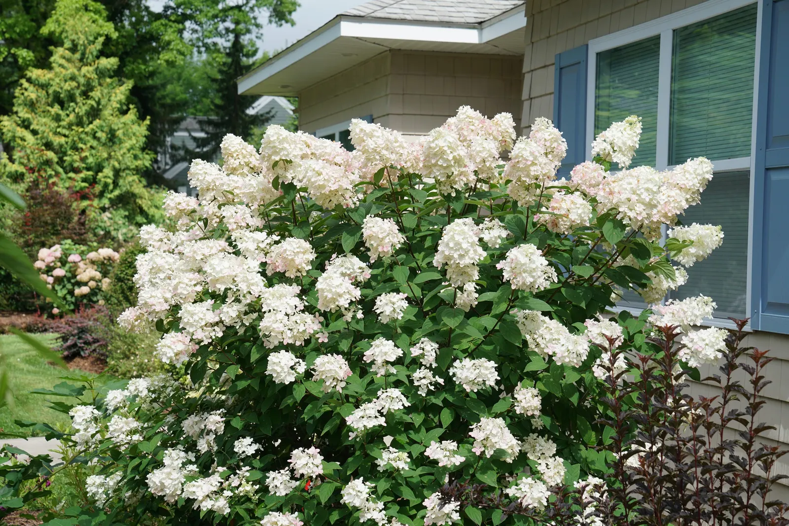 Fire Light® Panicle Hydrangea (Hydrangea paniculata) — Excellent as a specimen or hedge