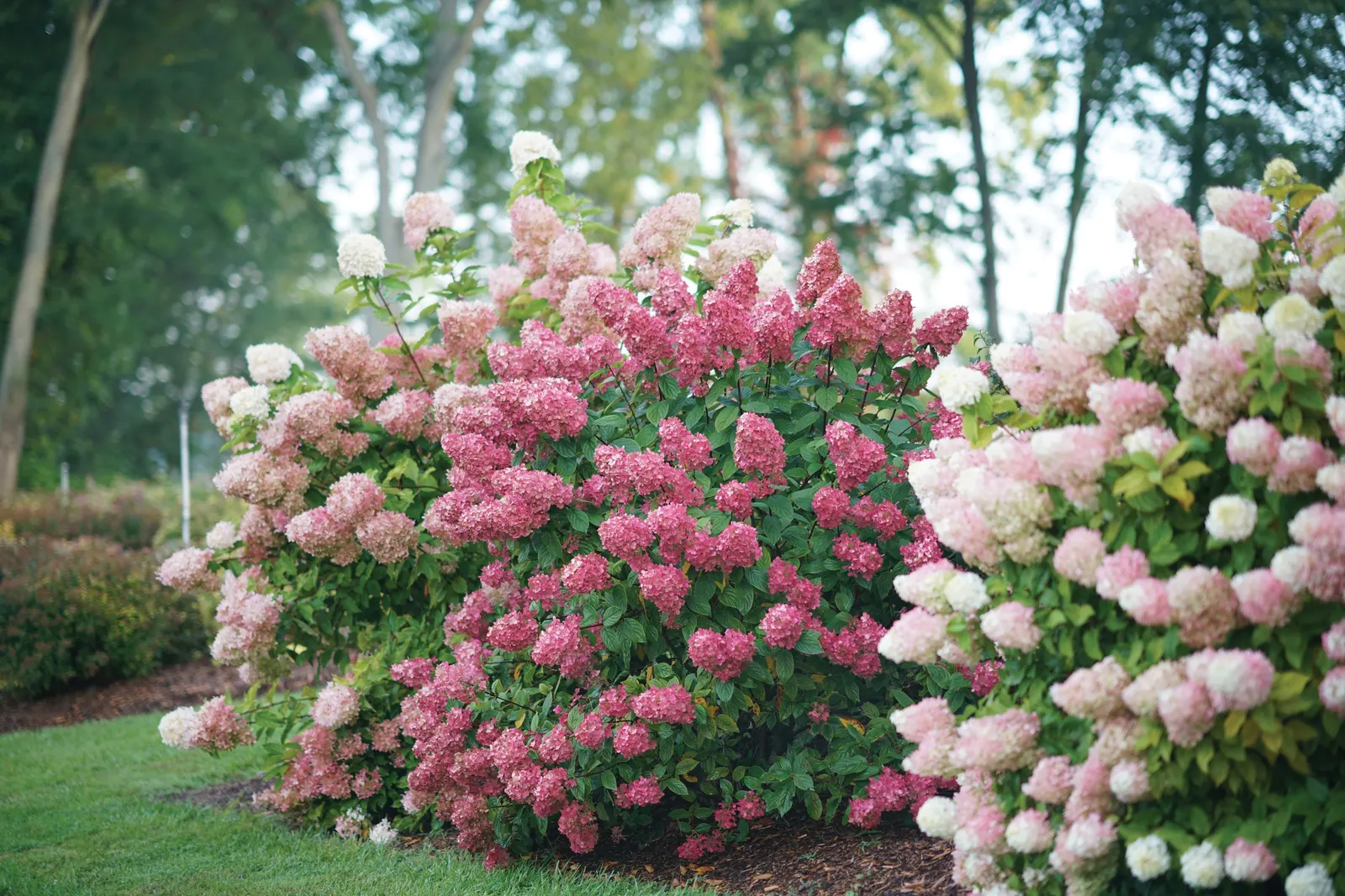 Fire Light® Panicle Hydrangea (Hydrangea paniculata) — or Hydrangea paniculata 'Fire Light'