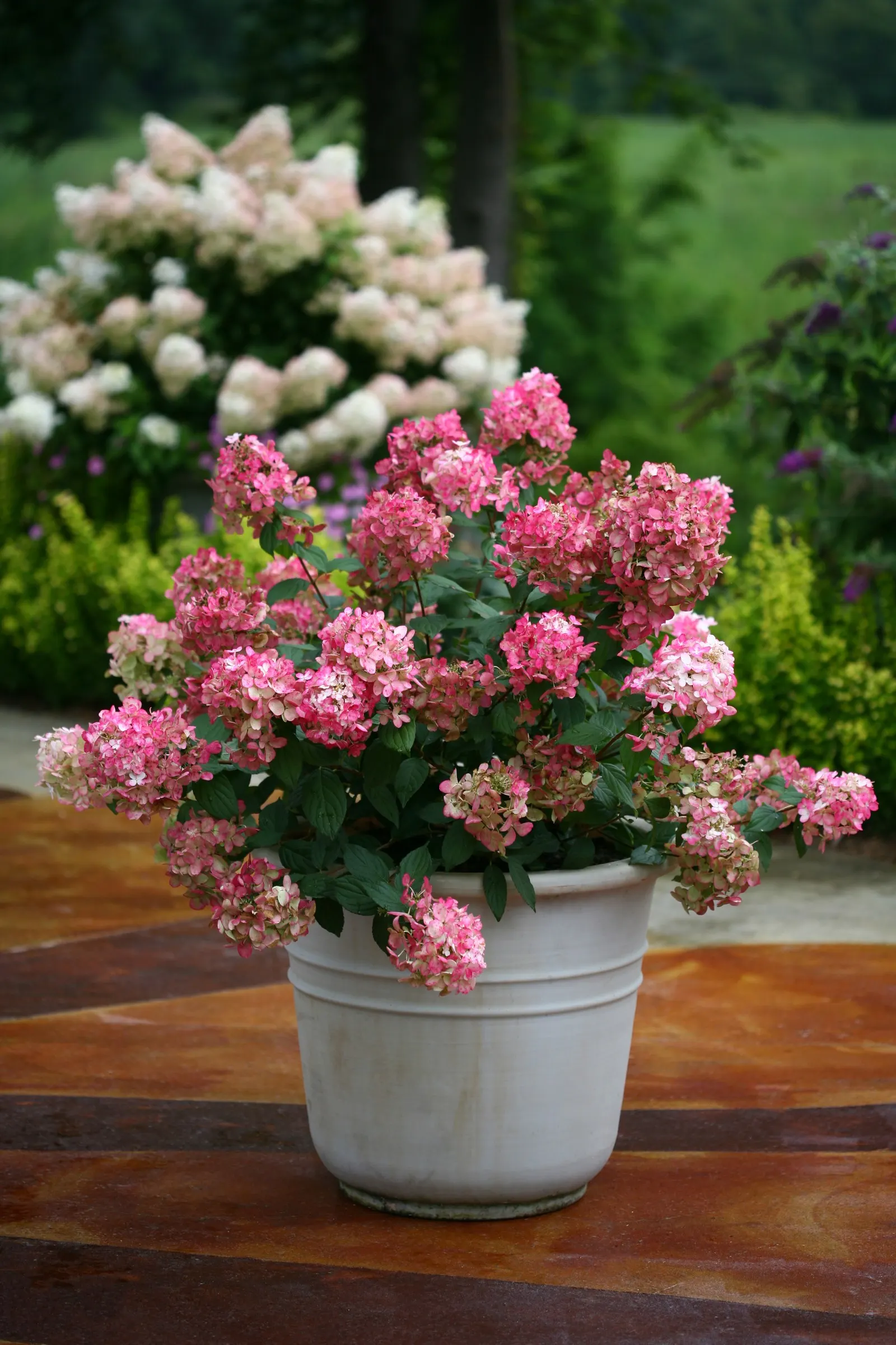 Fire Light® Panicle Hydrangea (Hydrangea paniculata) — It matures 6-8 feet tall and wide, with sturdy stems and green foliage
