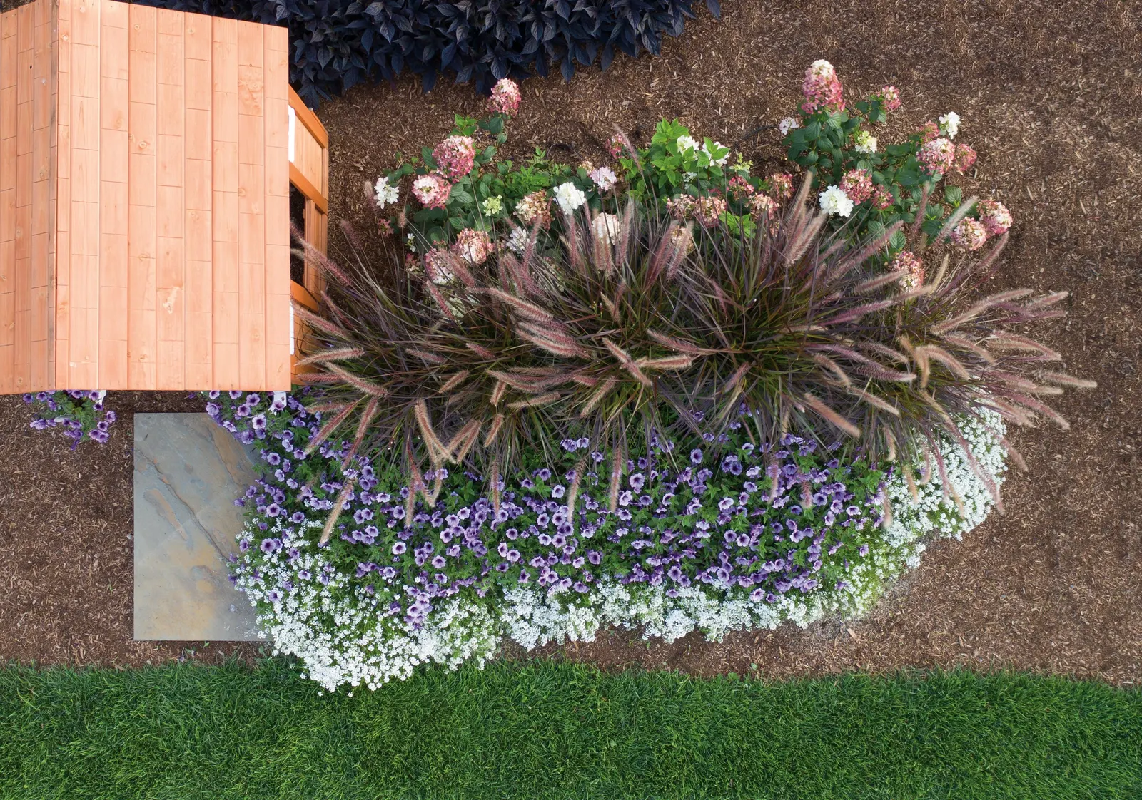 Fire Light® Panicle Hydrangea (Hydrangea paniculata) — more saturated display.<br><br>This hardy panicle hydrangea matures into a substantial landscape presence