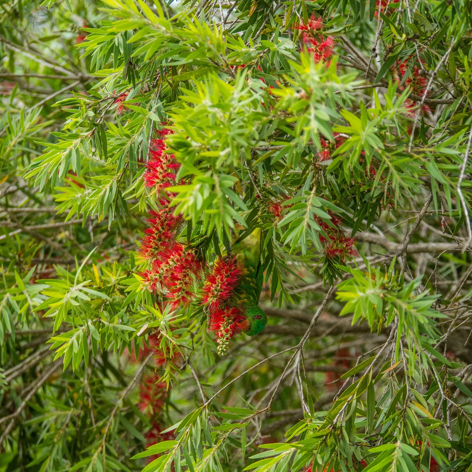 Manna Gum (Eucalyptus Viminalis) — Its growth rate is moderate