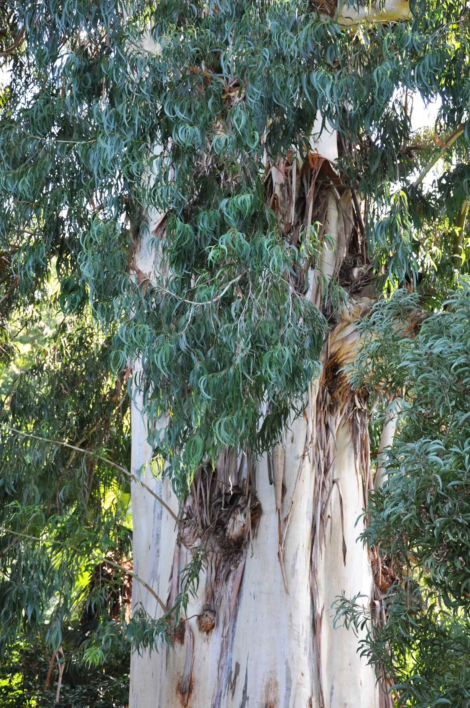 Manna Gum (Eucalyptus Viminalis) — Growing up to 180 feet, this tree requires ample space, thriving in full sun and well-drained soils