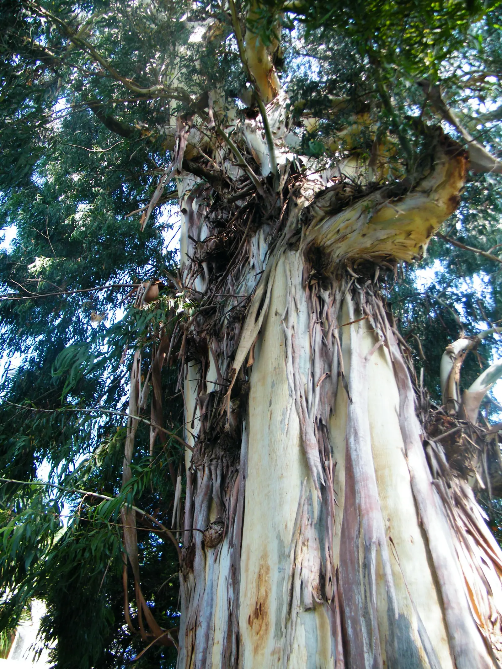 Manna Gum (Eucalyptus Viminalis) — and place it in a spot where its peeling bark and attractive foliage can be appreciated; to ensure it remains a safe and