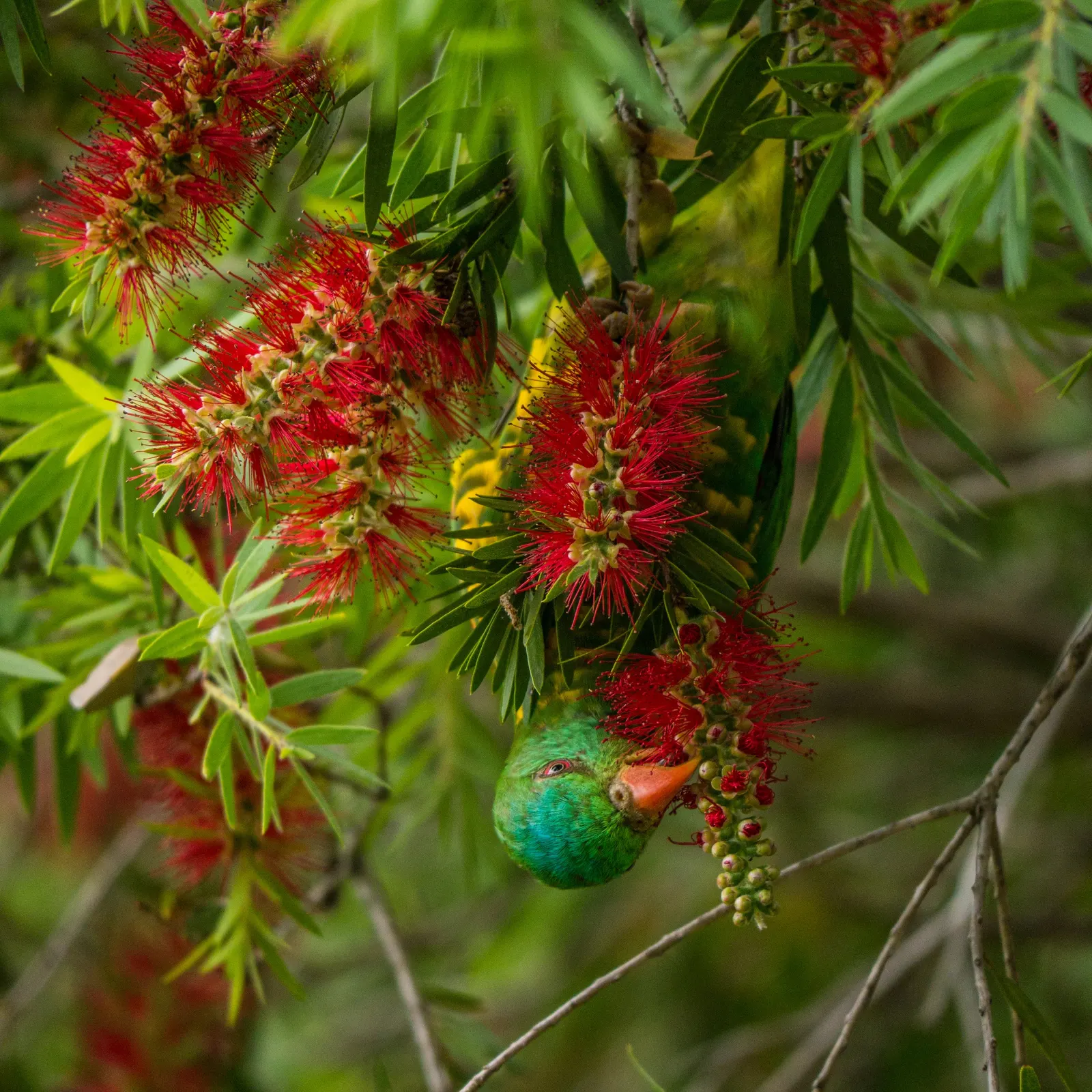 Manna Gum (Eucalyptus Viminalis) — revealing a surface that can range from pale grey to yellow tones, image 35