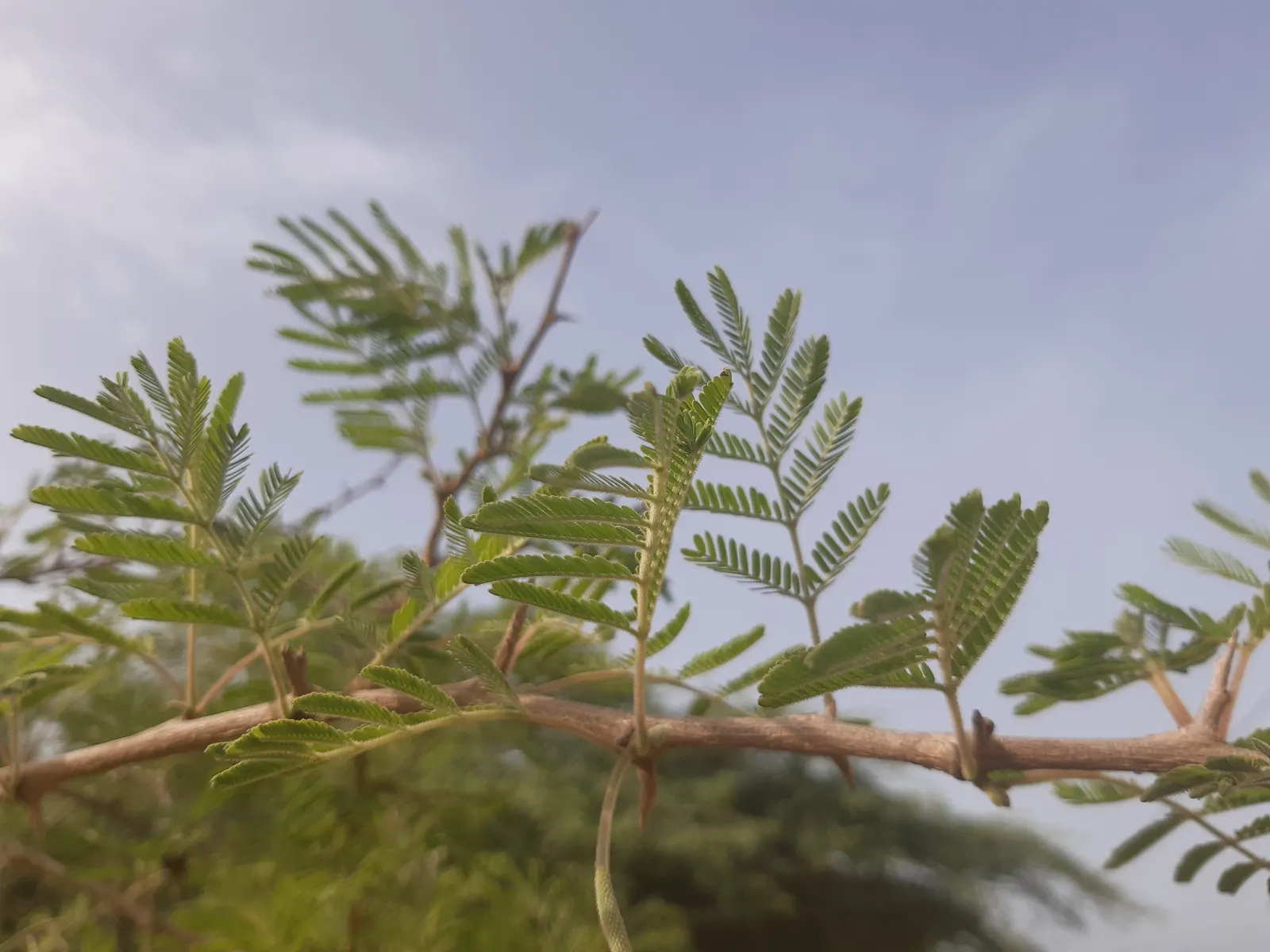 Manna Gum (Eucalyptus Viminalis) — and place it in a spot where its peeling bark and attractive foliage can be appreciated