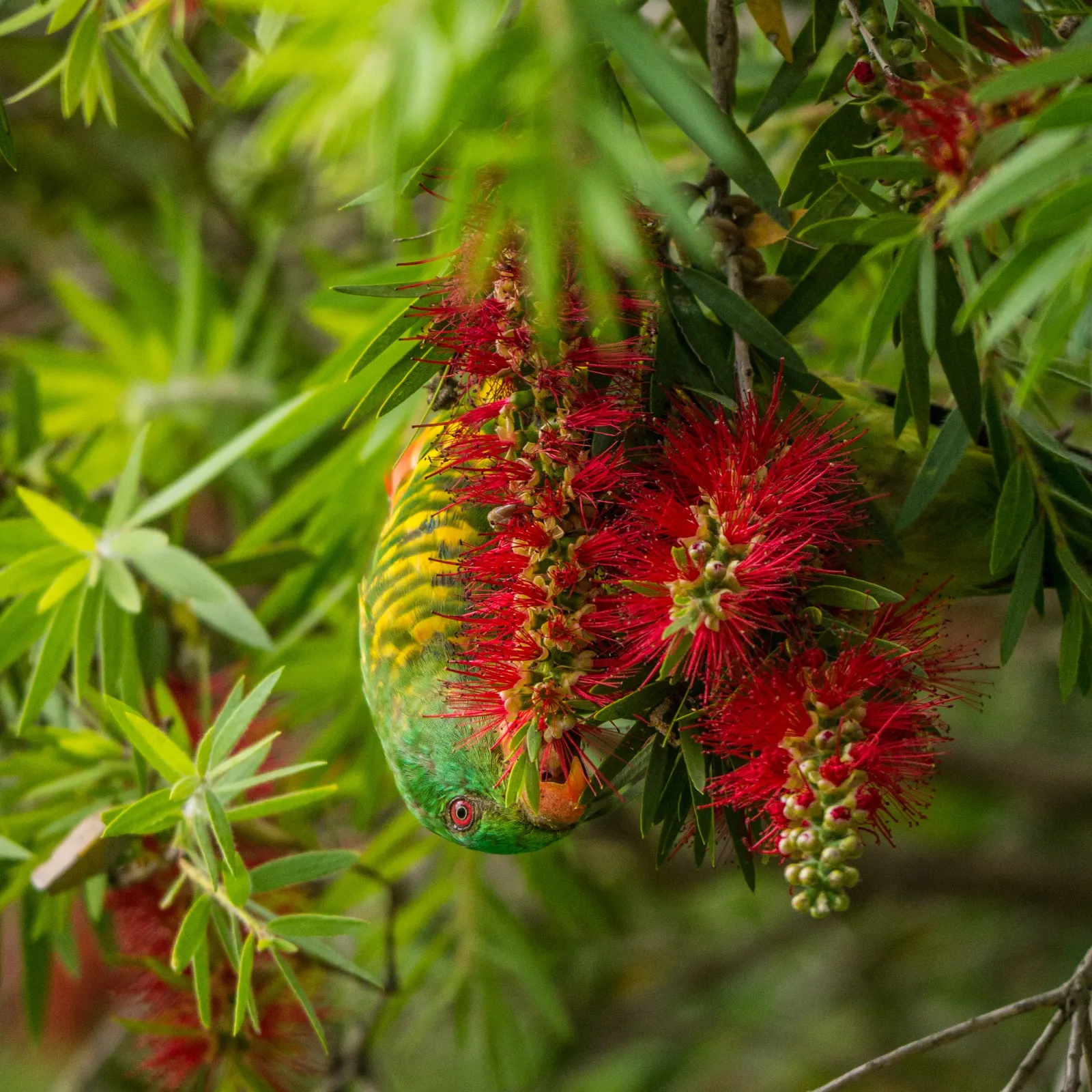 Manna Gum (Eucalyptus Viminalis) — This stately tree is an excellent choice for spacious landscapes