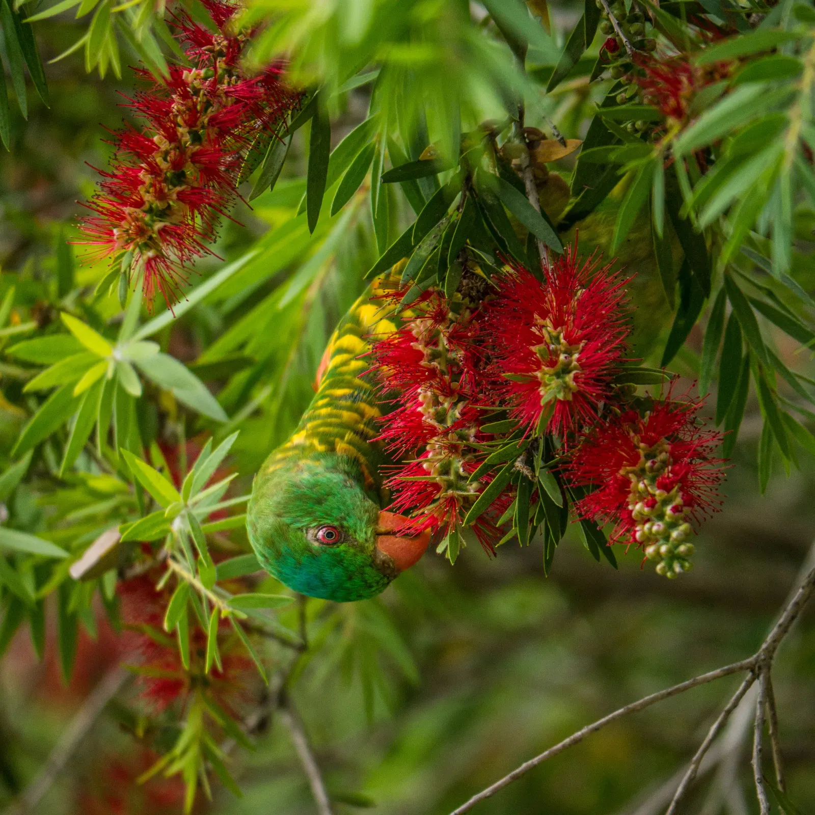 Manna Gum (Eucalyptus Viminalis) — is an evergreen species native to Southeastern Australia and Tasmania