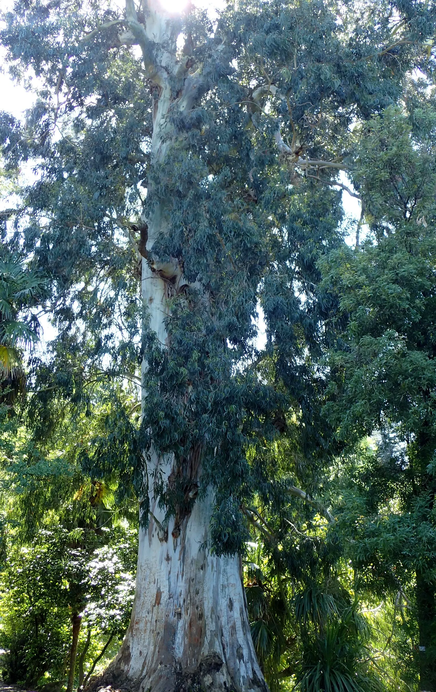 Manna Gum (Eucalyptus Viminalis) — This stately tree is an excellent choice for spacious landscapes; is an evergreen species native to Southeastern Australia