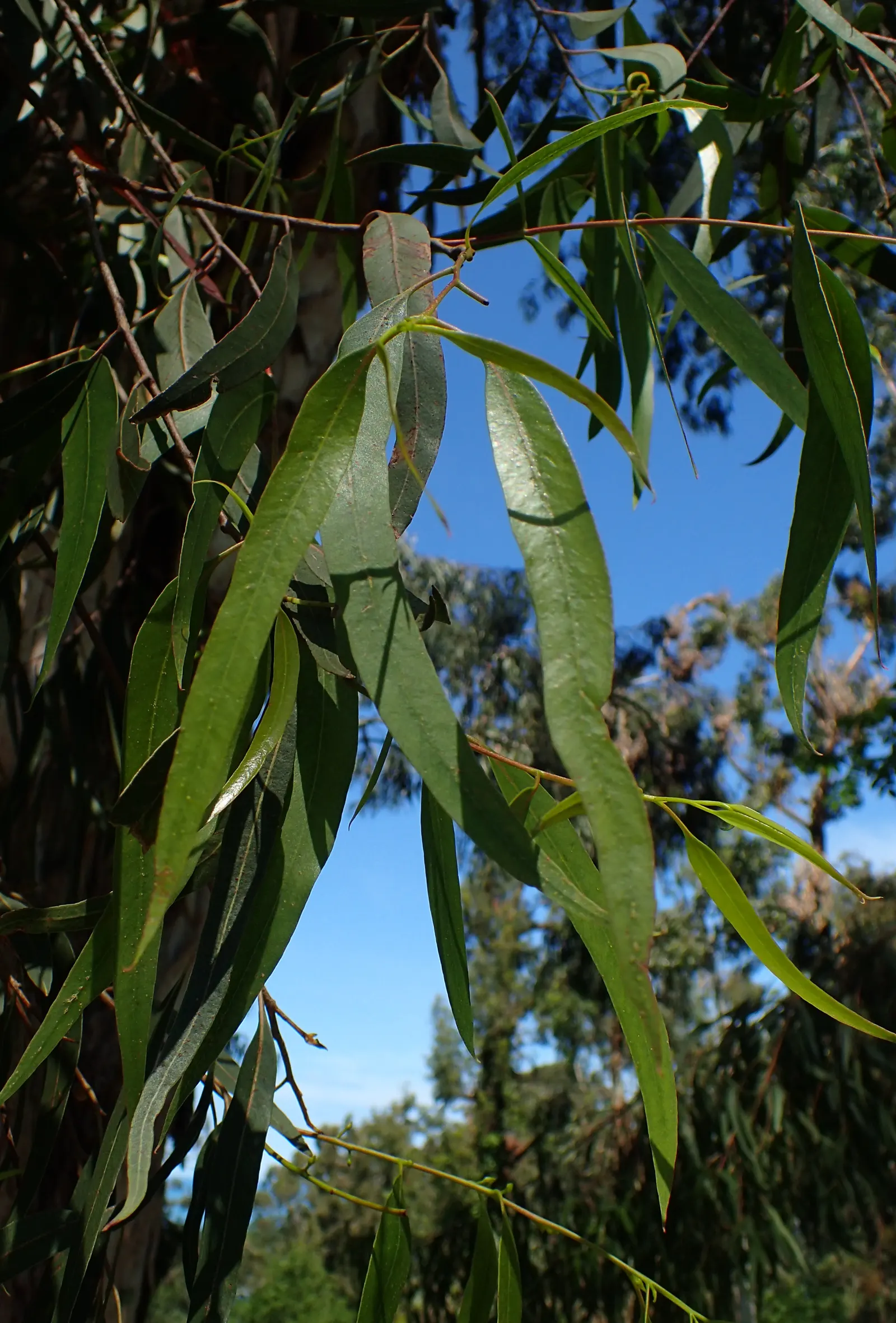 Manna Gum (Eucalyptus Viminalis) — This shedding process can create a dappled effect that adds to its visual interest