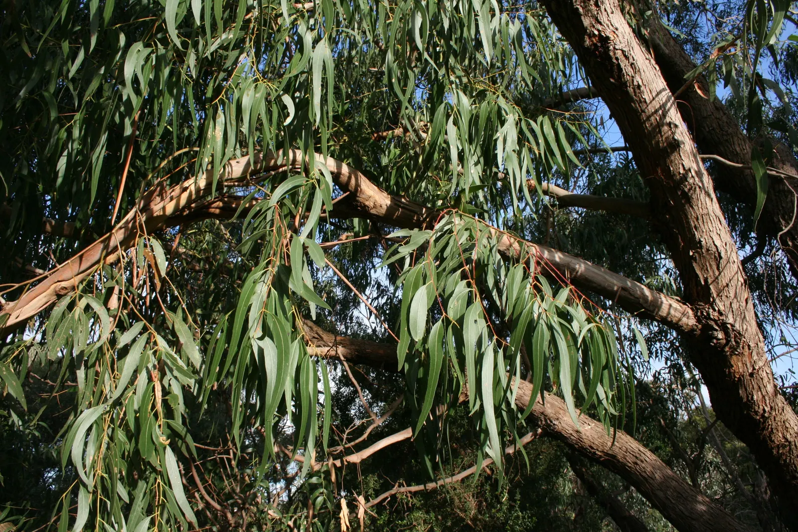 Manna Gum (Eucalyptus Viminalis) — Its lance-shaped leaves and white blossoms provide lush foliage and attract wildlife