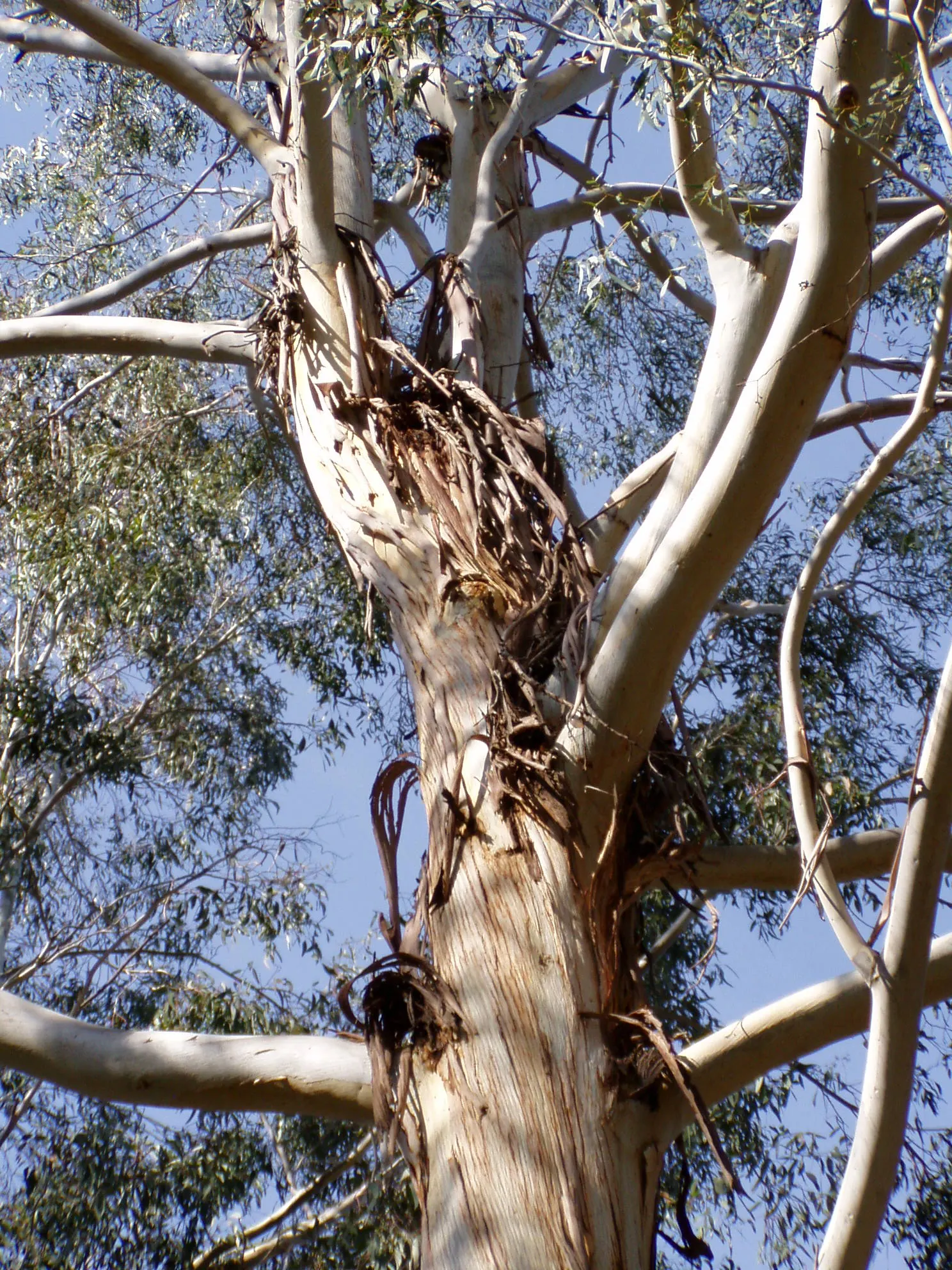 Manna Gum (Eucalyptus Viminalis) — is an evergreen species native to Southeastern Australia and Tasmania; tree for full