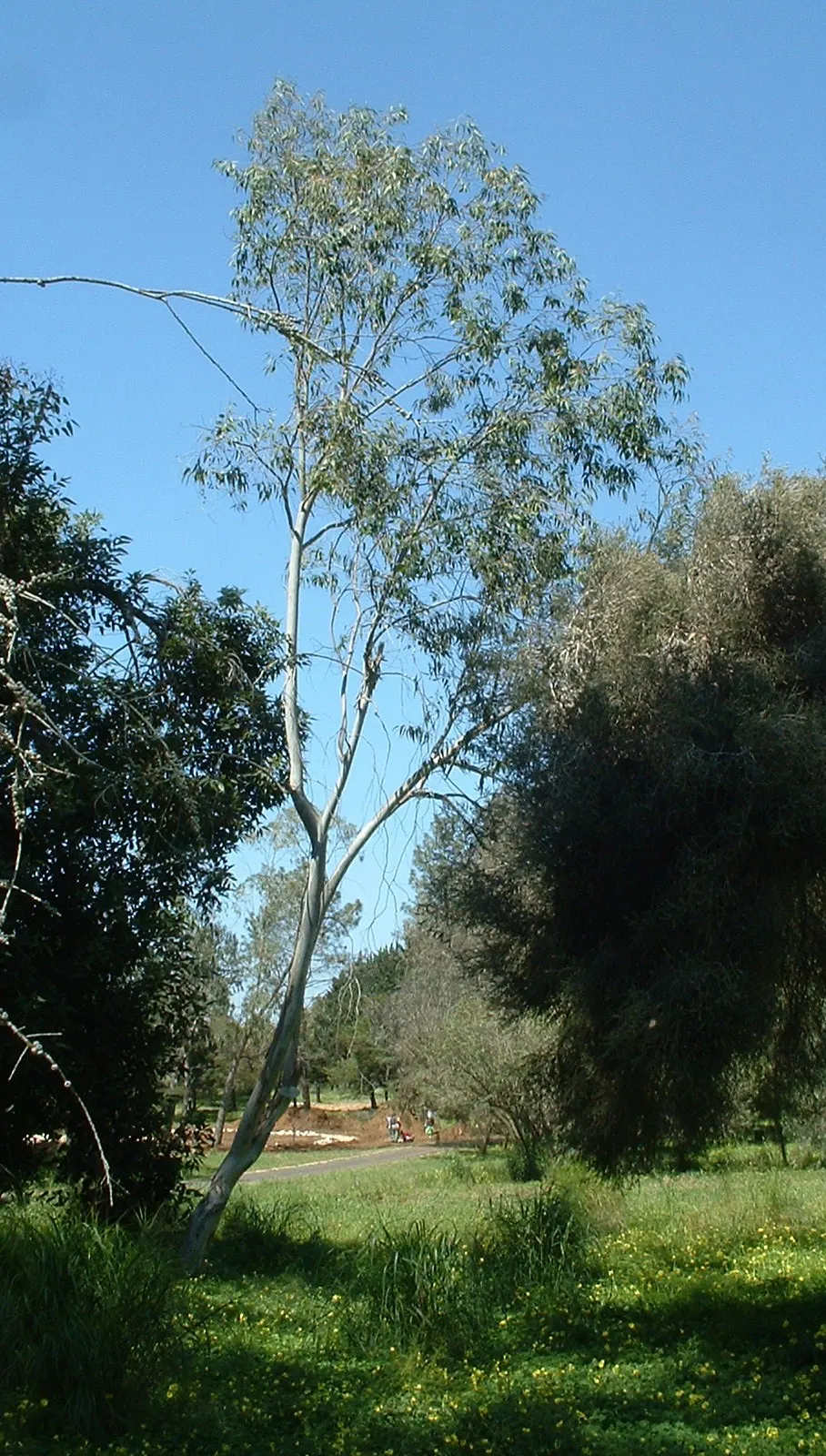 Manna Gum (Eucalyptus Viminalis) — The tree produces lance-shaped leaves which are about 4 to 6 inches in length