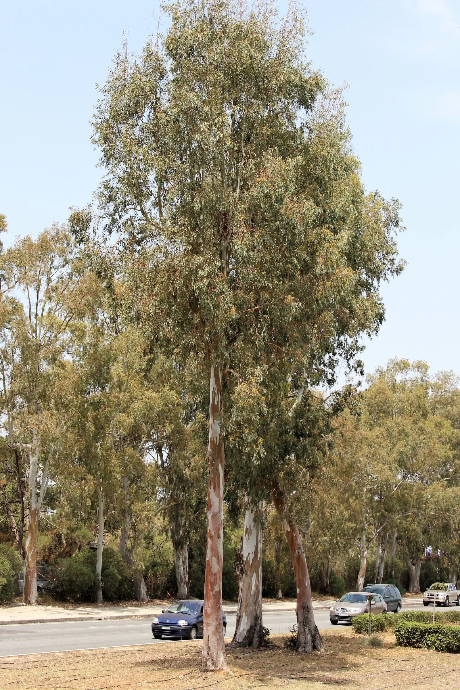 Manna Gum (Eucalyptus Viminalis) — It requires well-drained soils and can adapt to a wide range of soil types; its growth rate is moderate