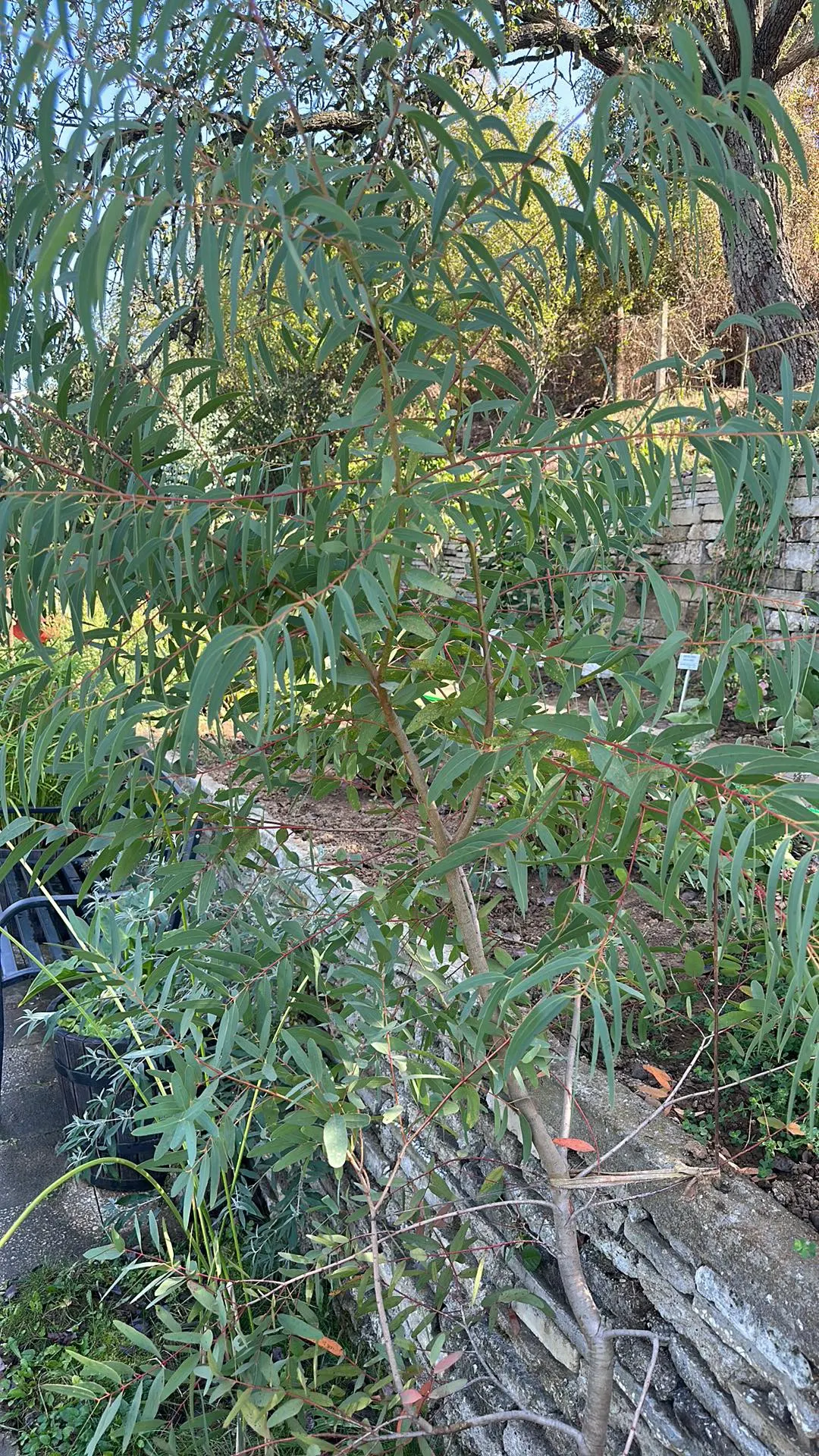 Manna Gum (Eucalyptus Viminalis) — Regular health checks are advisable