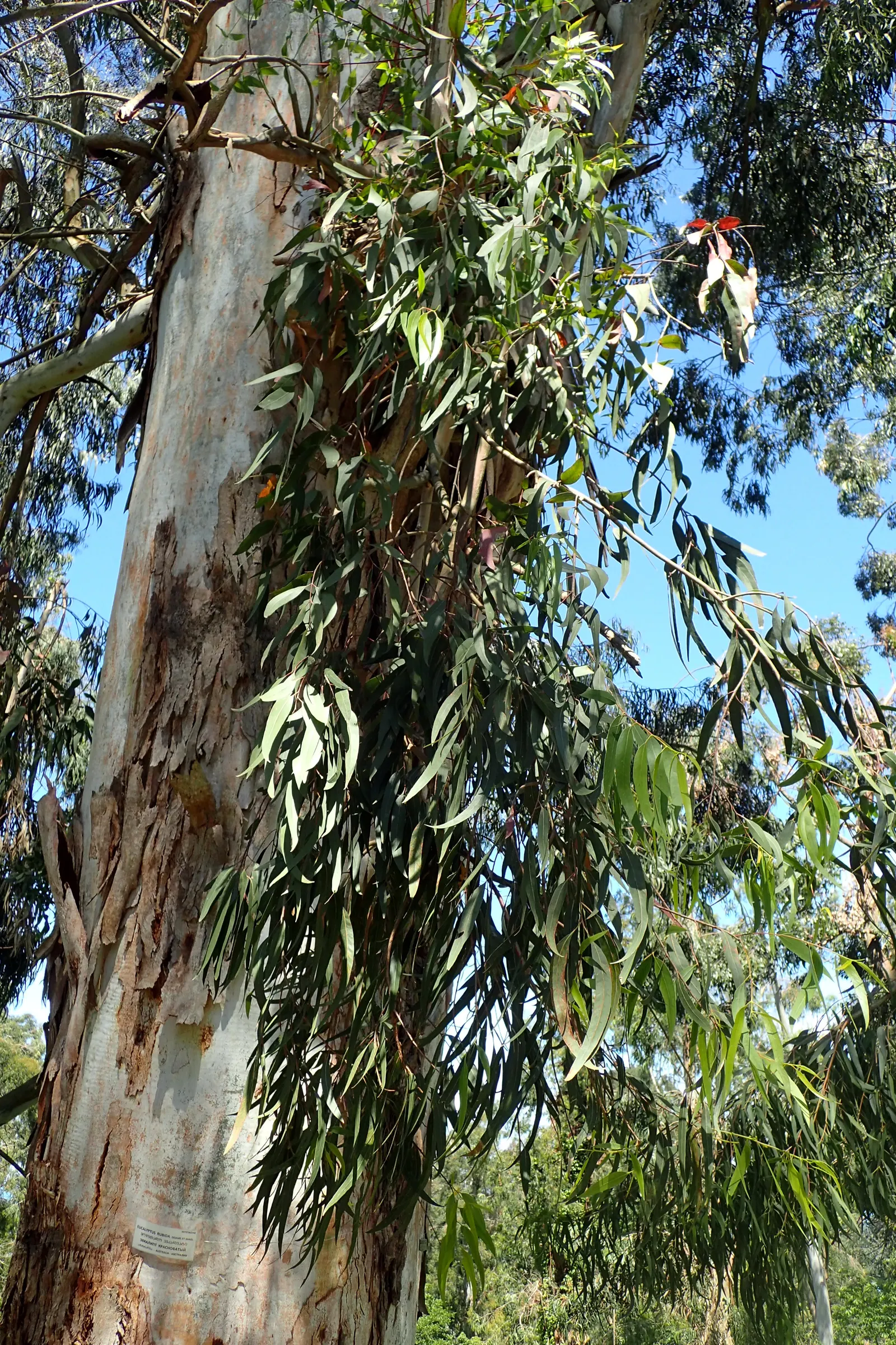 Manna Gum (Eucalyptus Viminalis) — revealing a surface that can range from pale grey to yellow tones