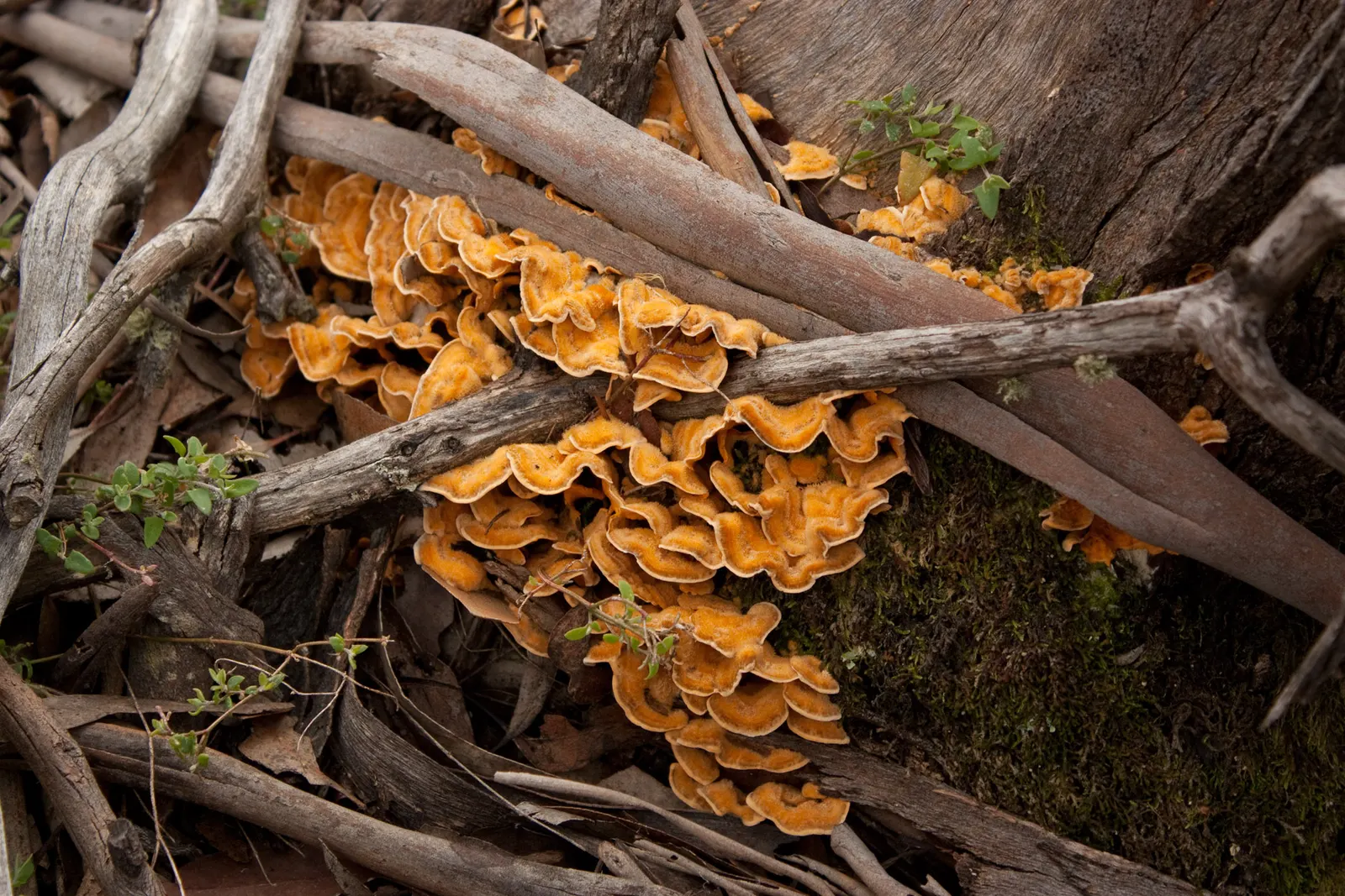 Manna Gum (Eucalyptus Viminalis) — The Manna Gum (Eucalyptus viminalis) is a stately evergreen native to Australia