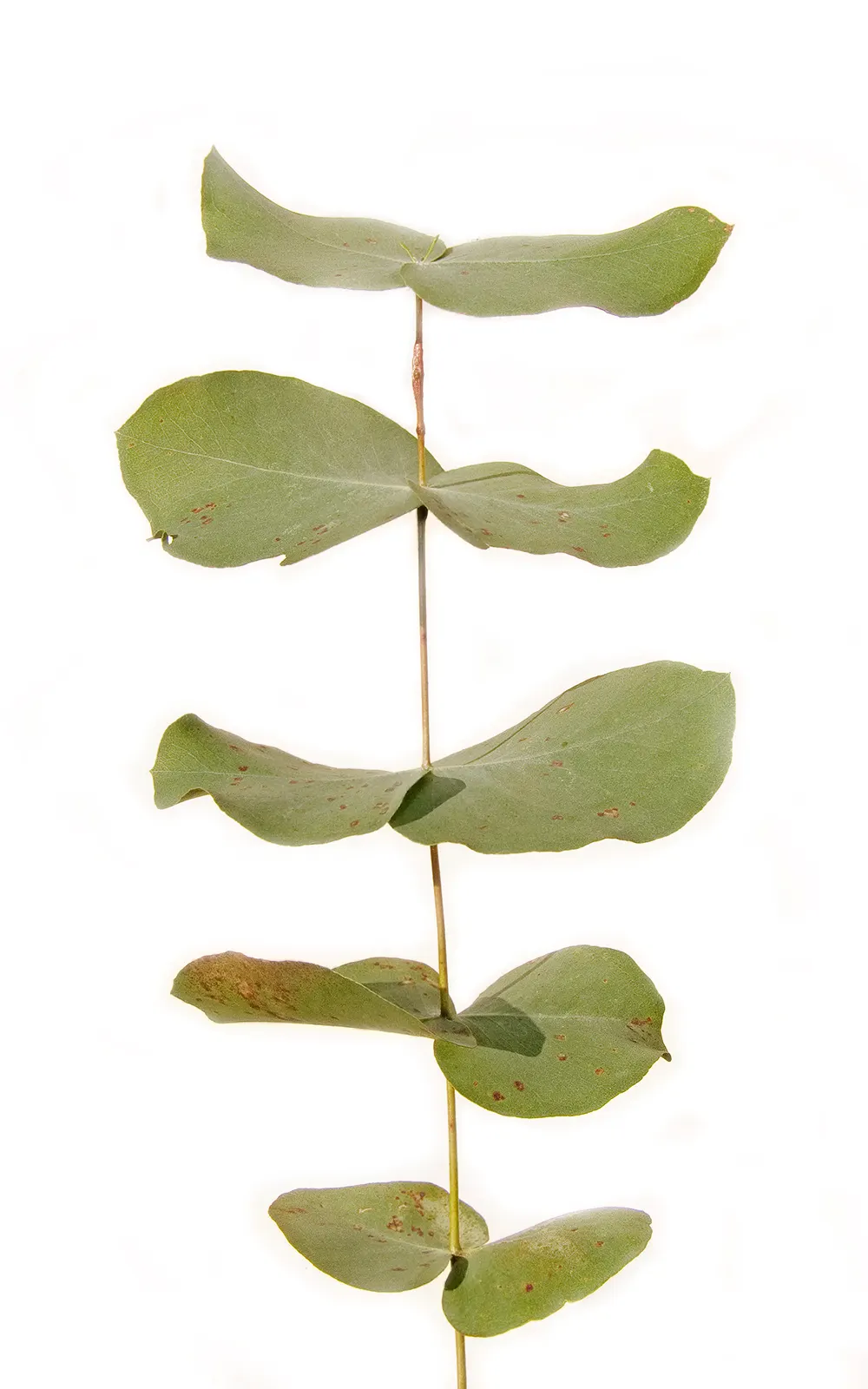 Manna Gum (Eucalyptus Viminalis) — Regular health checks are advisable; scientifically referred to as Eucalyptus viminalis