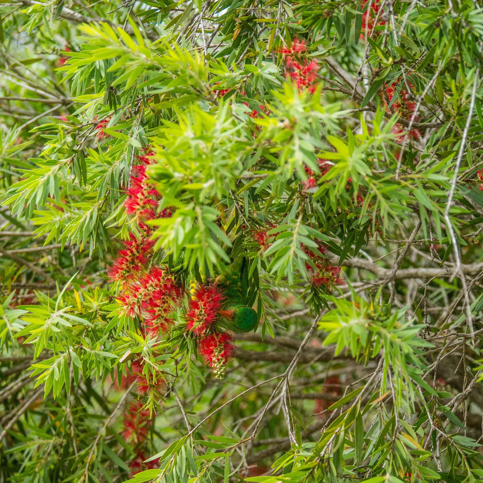 Manna Gum (Eucalyptus Viminalis) — typically reaching heights of 80 to 120 feet with a canopy spread of 20 to 40 feet at maturity