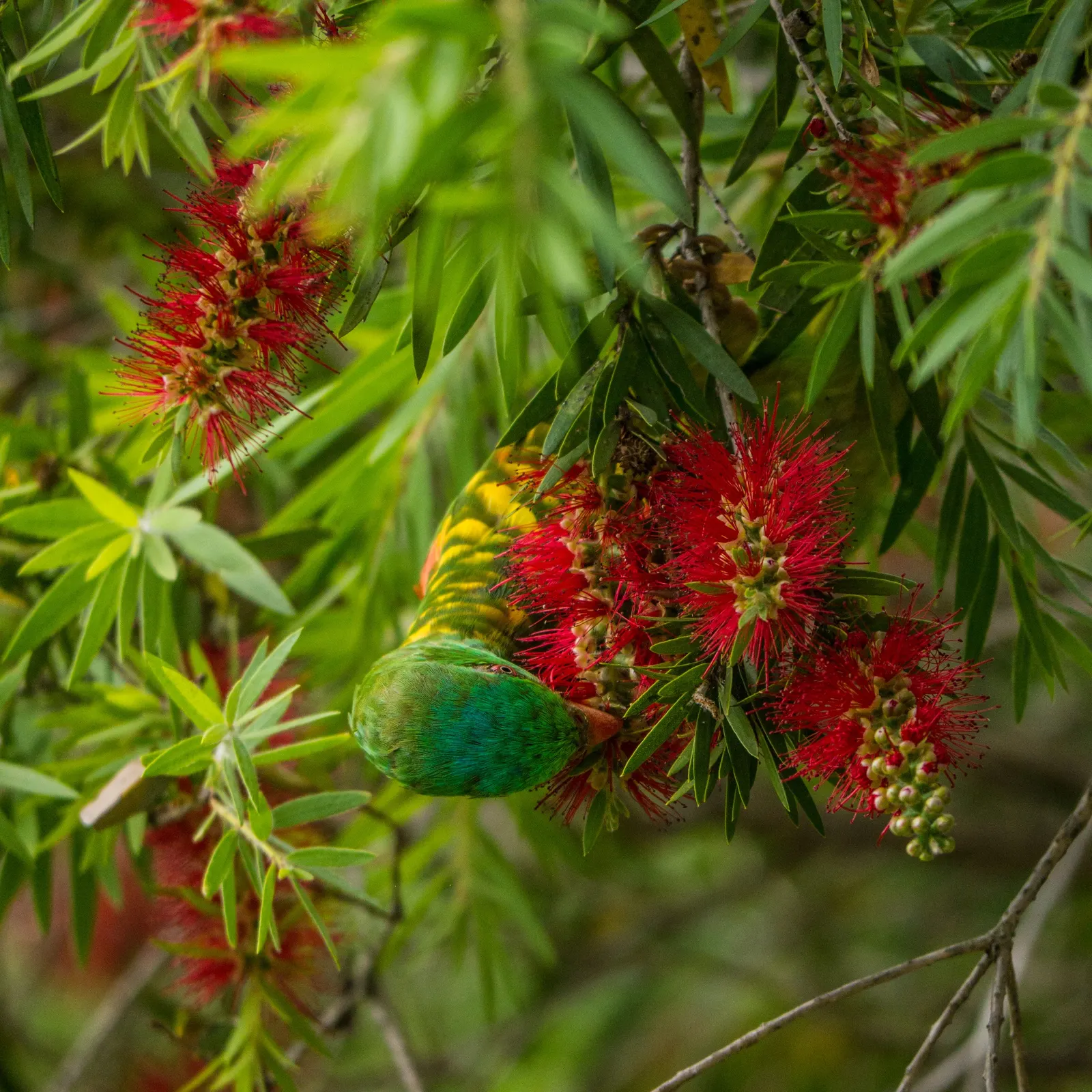 Manna Gum (Eucalyptus Viminalis) — off-white or cream-colored bark that peels in long ribbons