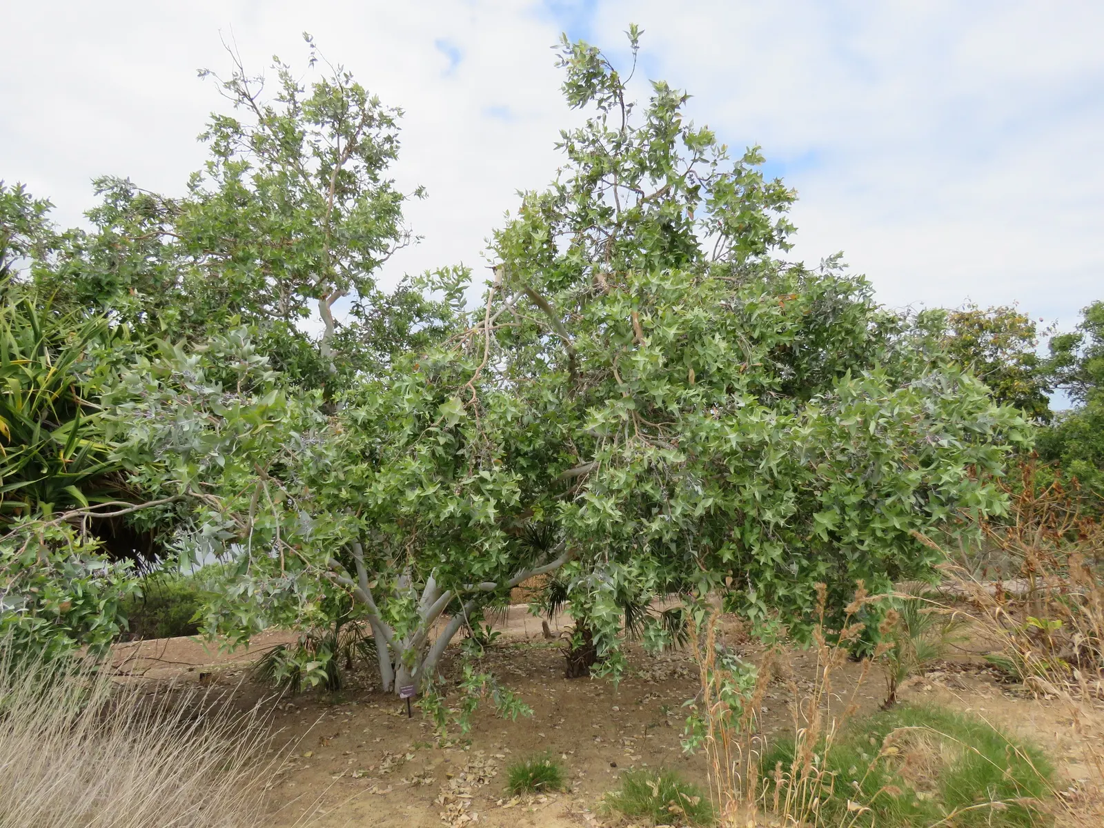 Manna Gum (Eucalyptus Viminalis) — It boasts smooth, white to grey bark, with patches of yellow and green, peeling in long ribbons