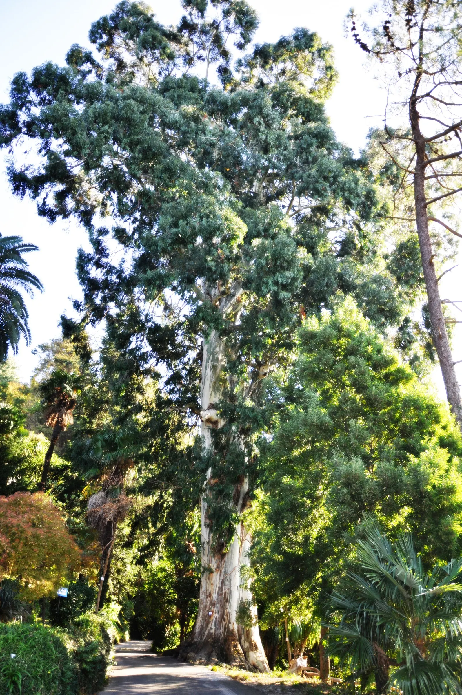 Manna Gum (Eucalyptus Viminalis) — Its growth rate is moderate; regular health checks are advisable