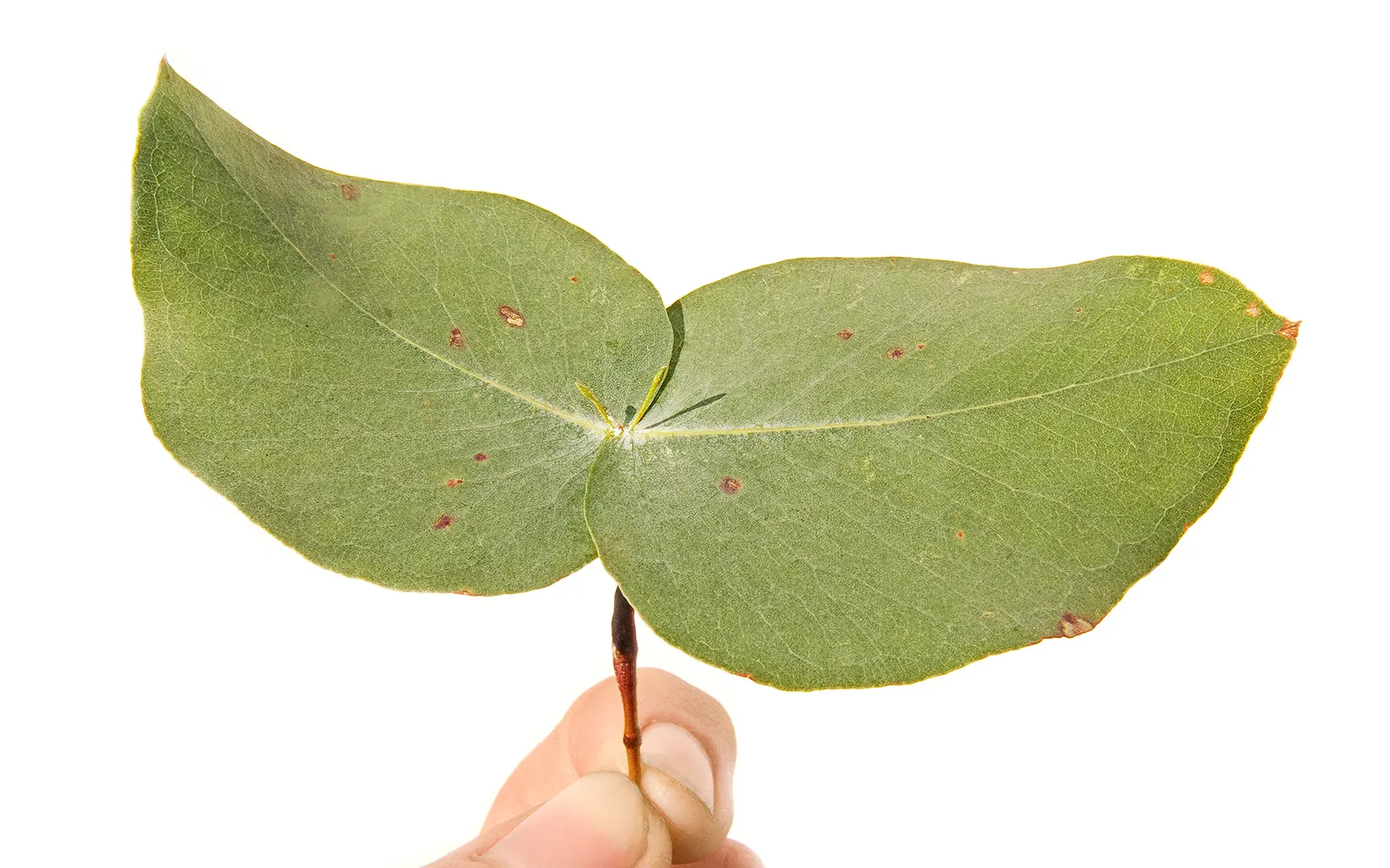 Manna Gum (Eucalyptus Viminalis) — to ensure it remains a safe and beautiful component of the landscape