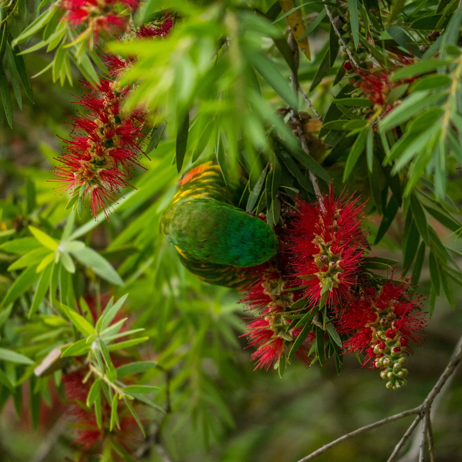 Manna Gum (Eucalyptus Viminalis) — Its lance-shaped leaves and white blossoms provide lush foliage and attract wildlife; it boasts smooth, white to grey bark