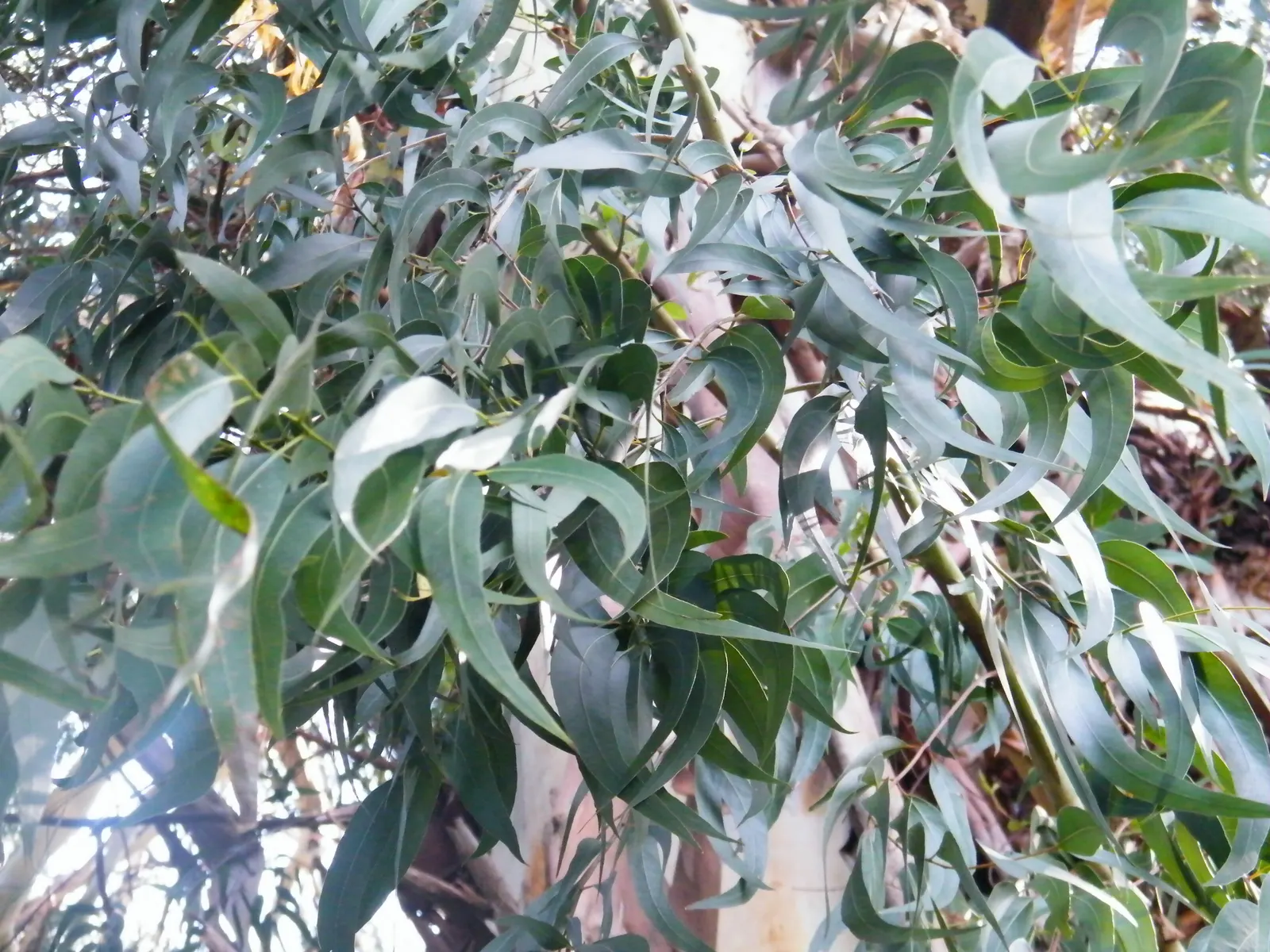 Manna Gum (Eucalyptus Viminalis) — consider its eventual height and spread - it is not suited to small gardens; this stately tree is an excellent choice for