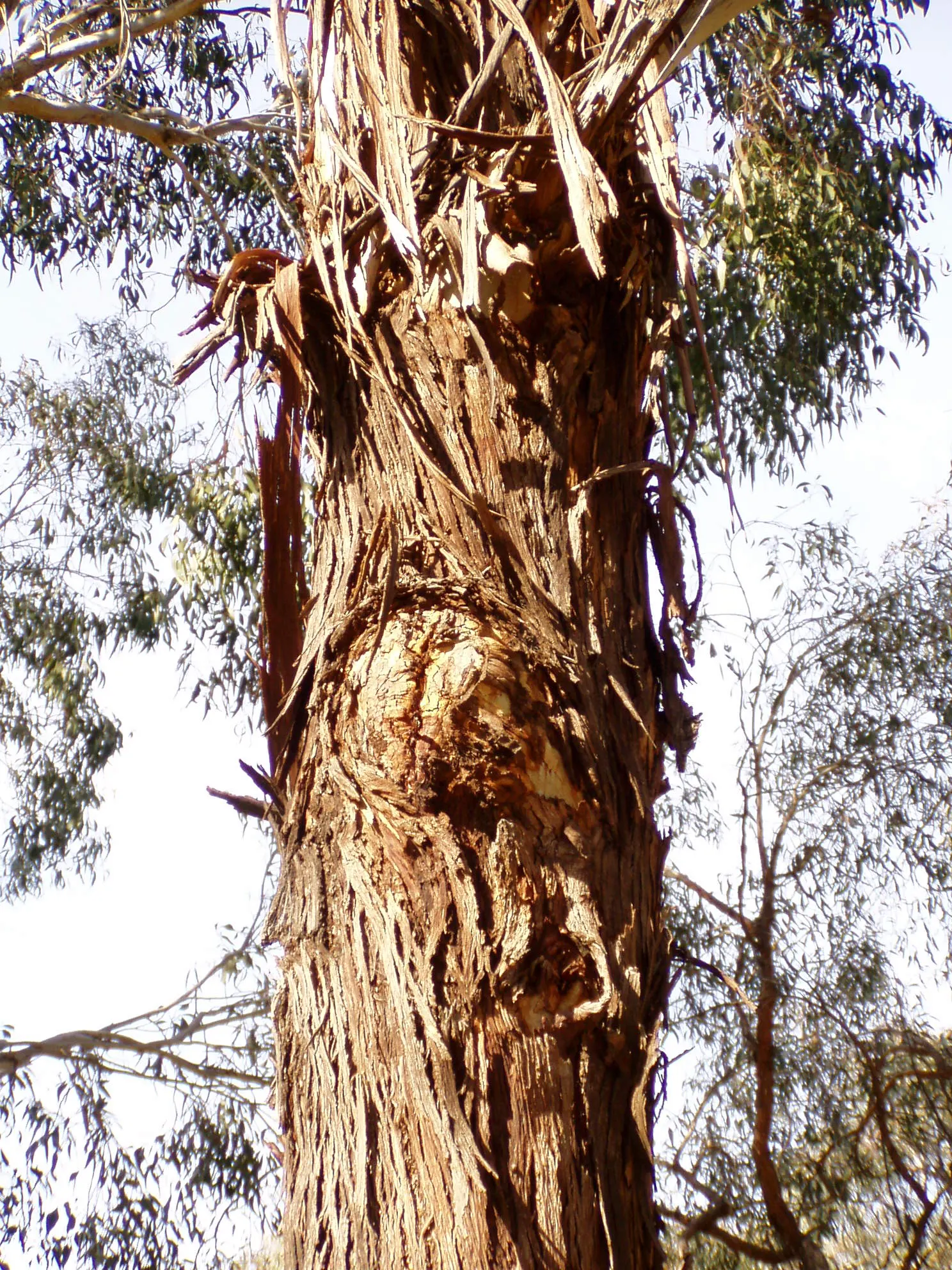 Manna Gum (Eucalyptus Viminalis) — Provide ample space for its full canopy to develop